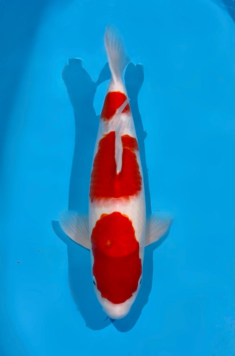 KOHAKU AKF BLOODLINE 48cm