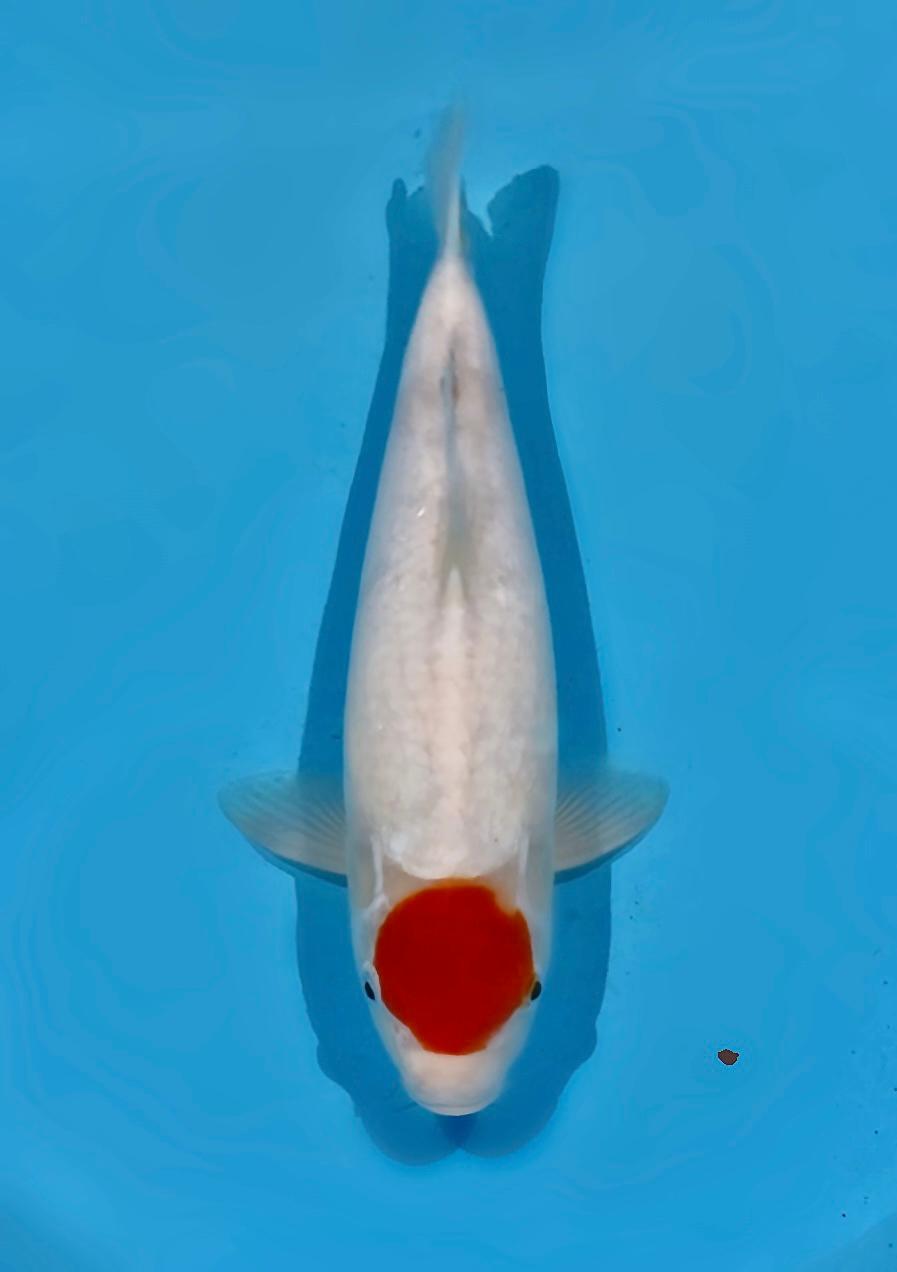 TANCO AKF BLOODLINE 36cm