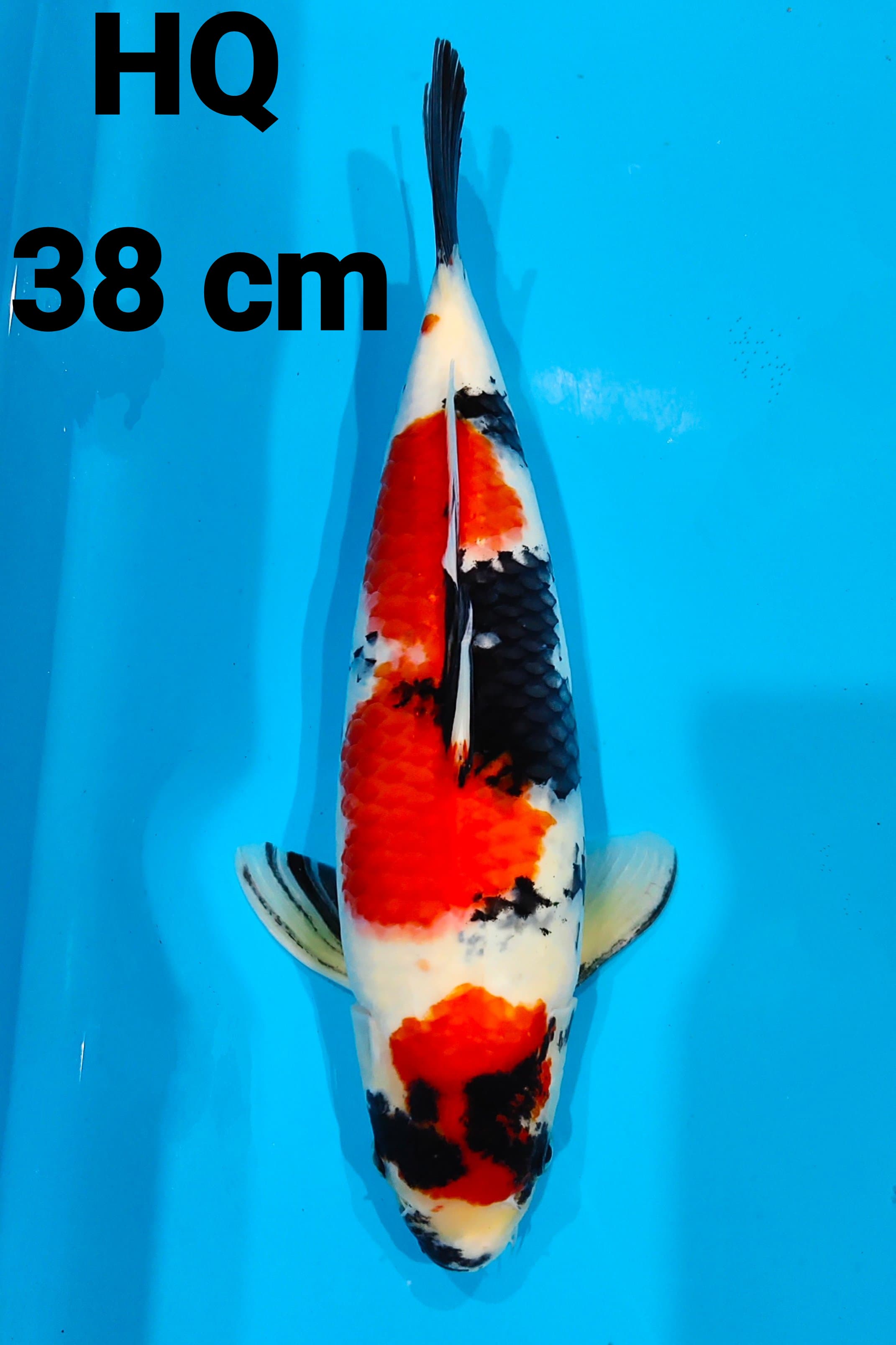 SHOWA HQ 38cm