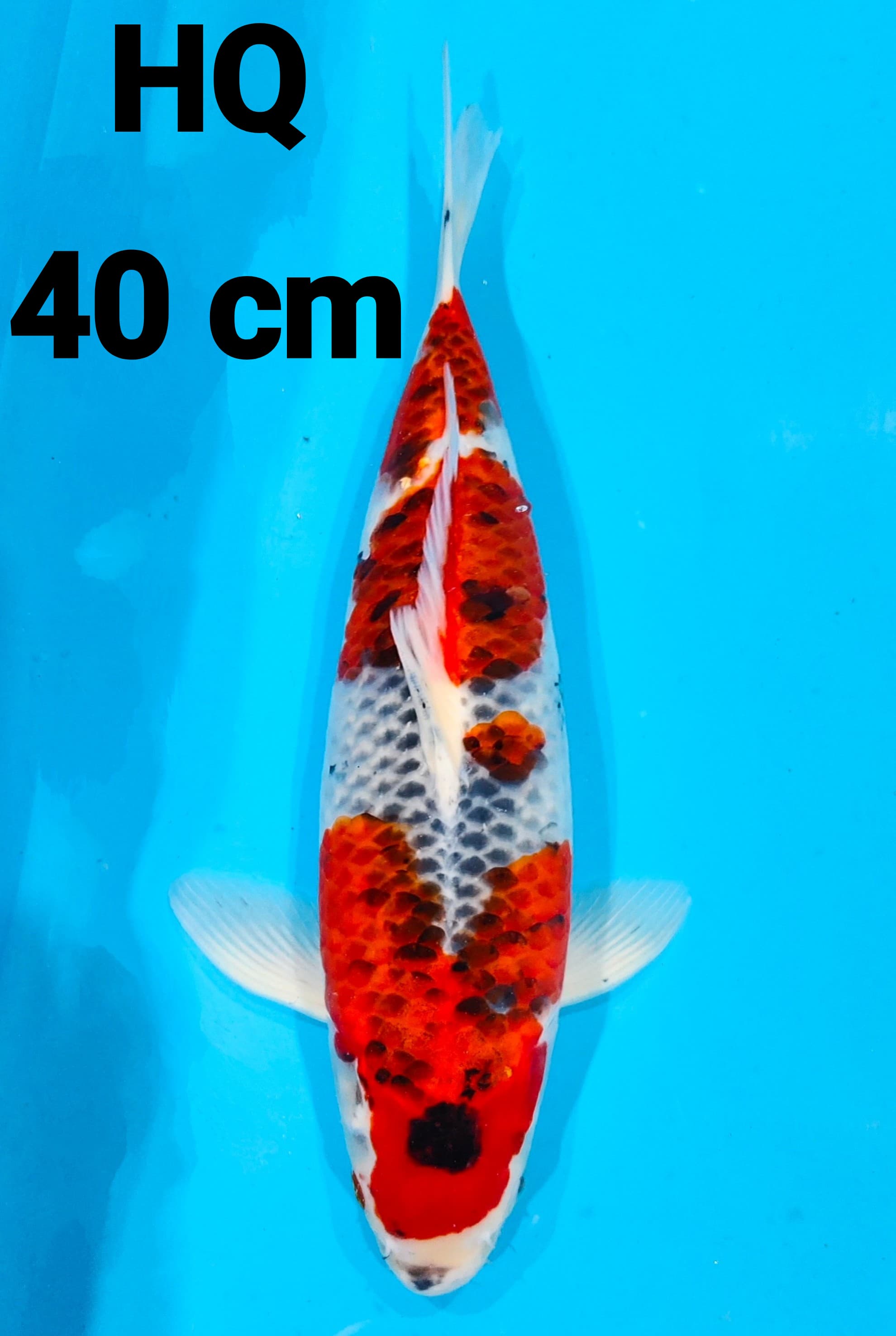 GOSHIKI HQ 40cm