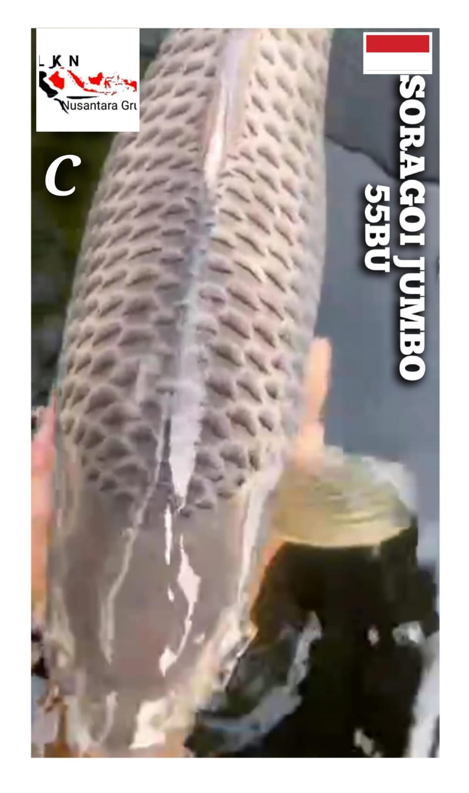 SUPER SORAGOI IKAN MEWAH SUPER JOS IDAMAN SULTAN LOKASI BLITAR 55BU 54cm