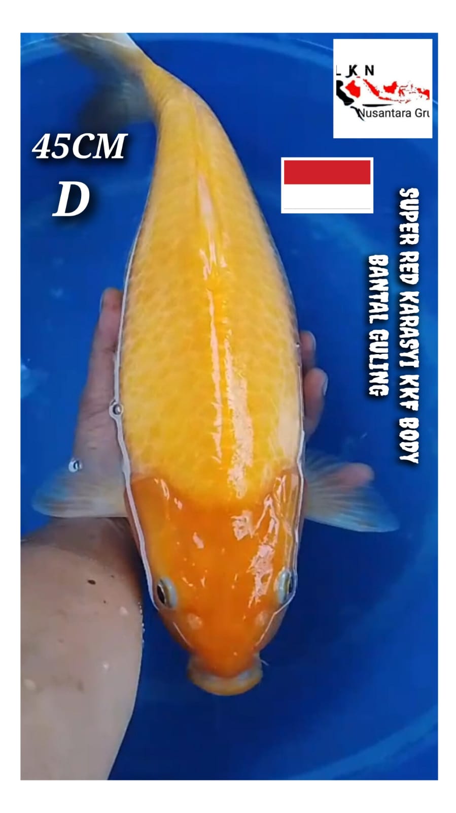 KKF SUPER RED KARASYI BODY BANTAL GULING POUNUK LOKASI BOJONEGORO 45cm