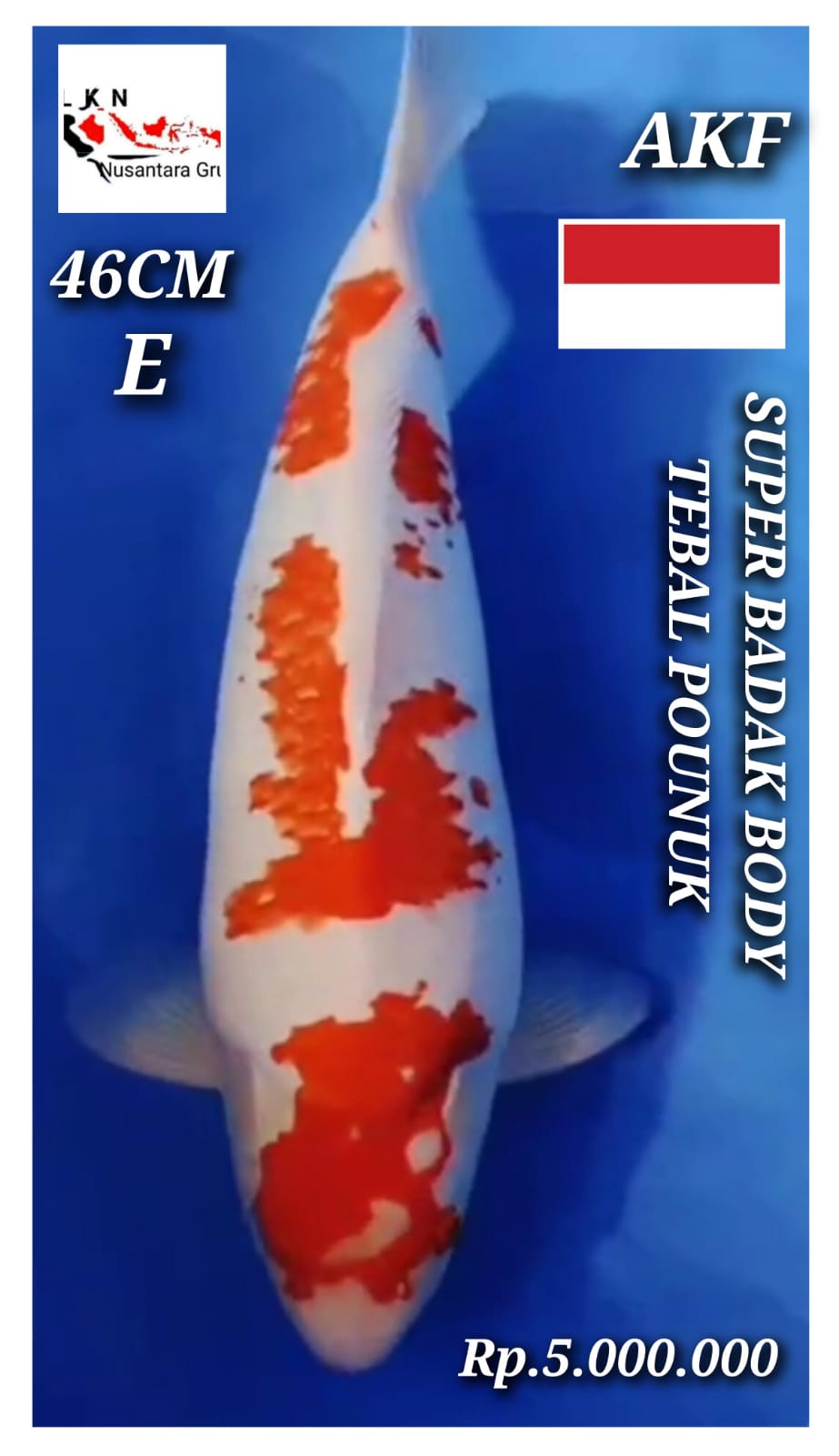 KOHAKU AKF SUPER IKAN SULTAN BODY BADAK POUNUK LOKASI BOJONEGORO 46cm