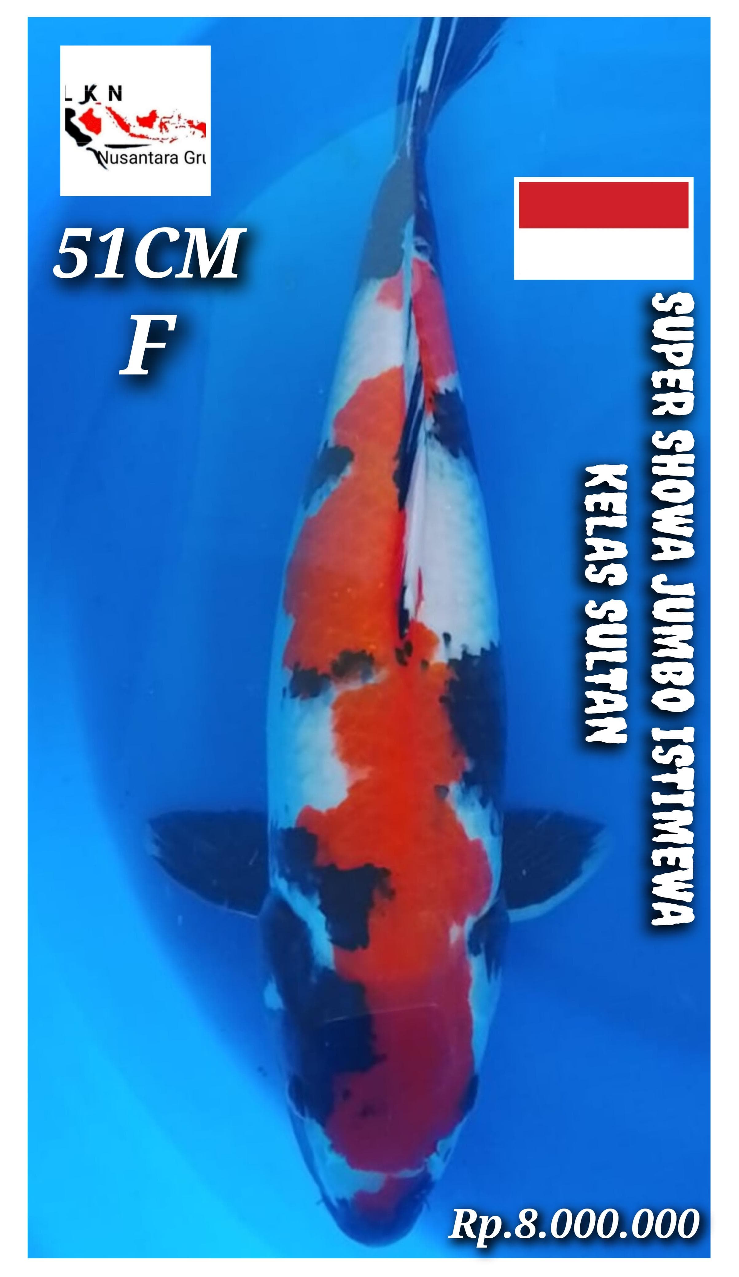 SUPER SHOWA ORIGINAL JUMBO ISTIMEWA IKAN KELAS SULTAN LOKASI BOJONEGORO 51cm