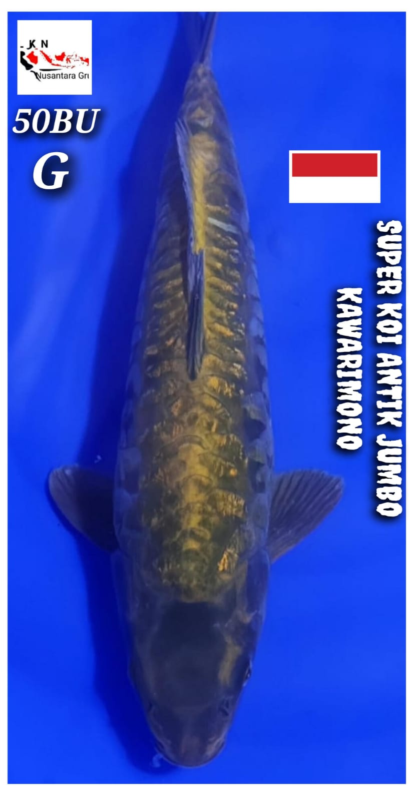 KOI ANTIK KAWARIMONO JUMBO CALON KOLEKSI KOLAM LOKASI BLITAR 50BU 48cm