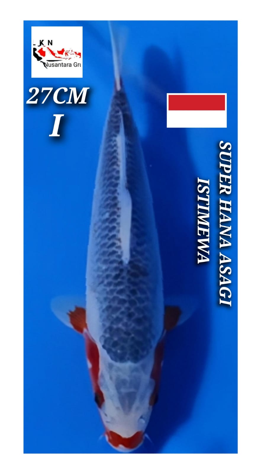 SUPER HANA ASAGI ISTIMEWA LOKASI BLITAR 27cm