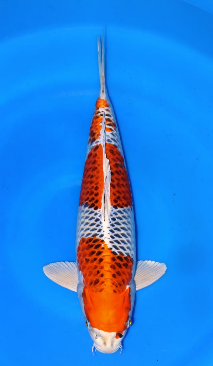 KUJAKU SUPER MALE 43cm