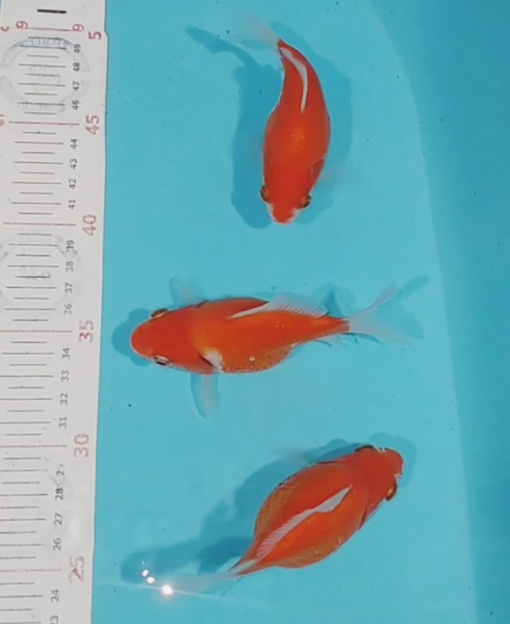 TAMASABA PAKET MIX 11cm