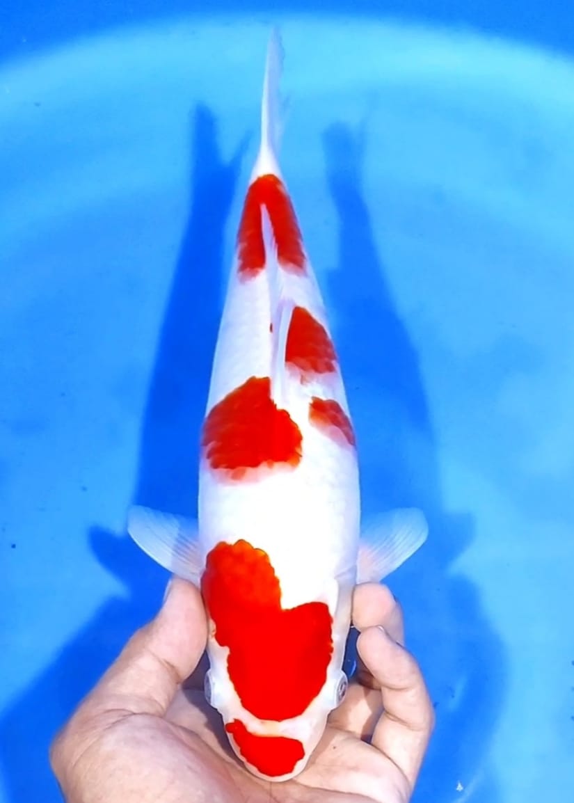 KOHAKU SIP 29cm