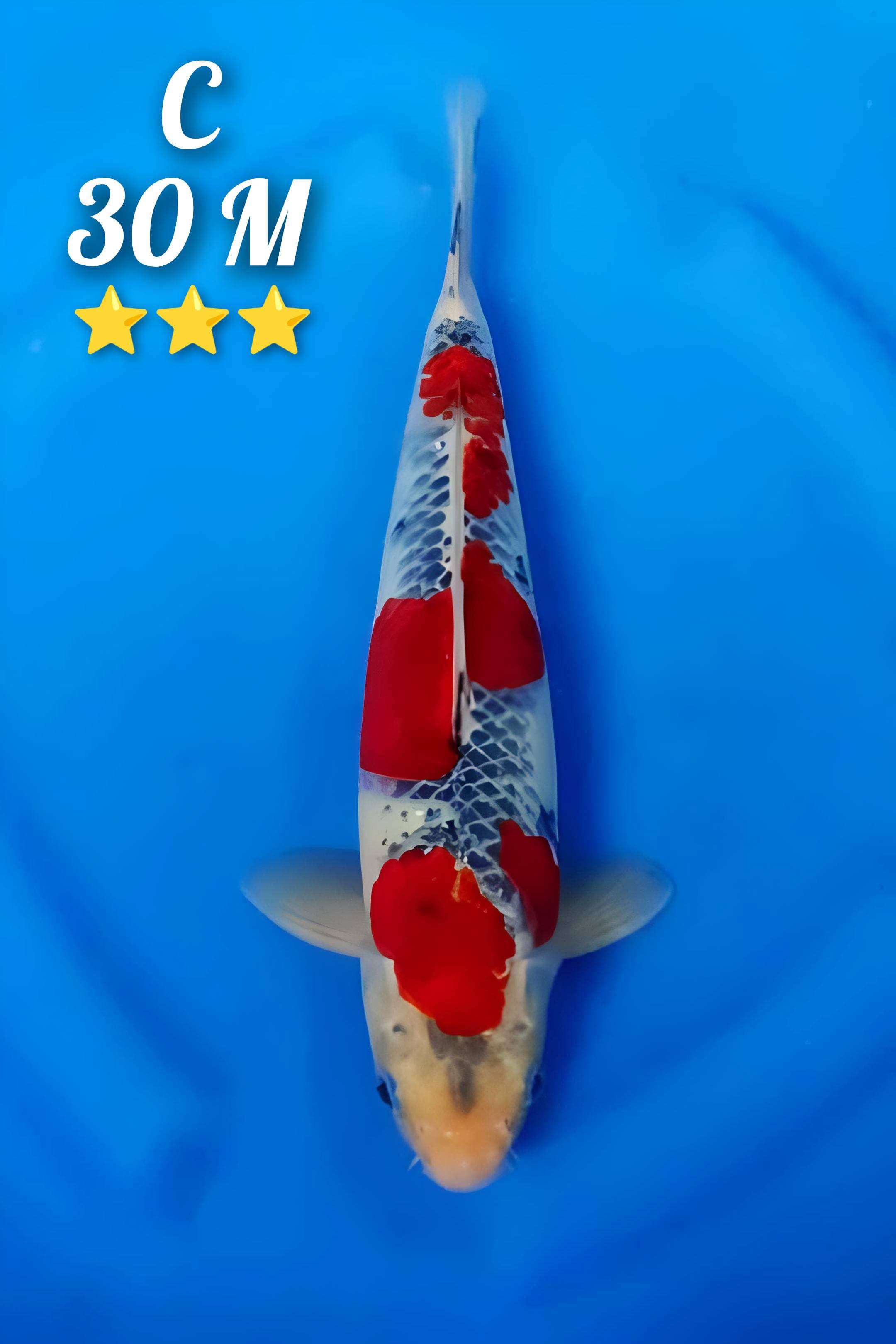KURO GOSHIKI RED STRONG HALUS 30cm