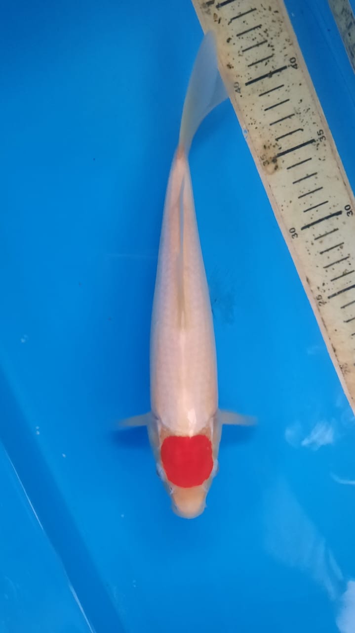 TANCHO KOHAKU 29cm