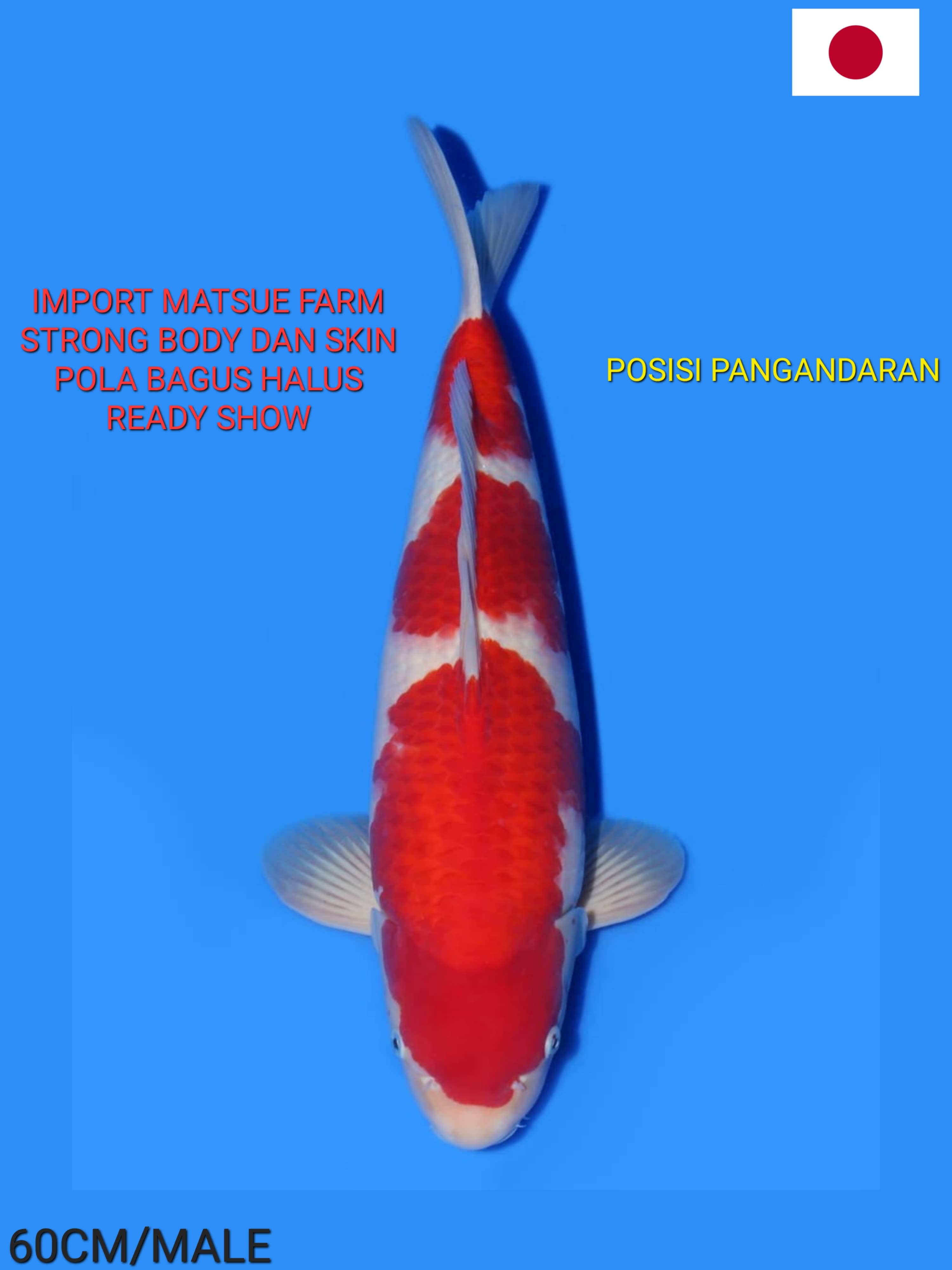 KOHAKU SQ IMPORT MATSUE STRONG BODY DAN SKIN POLA BAGUS SIZE 60cm
