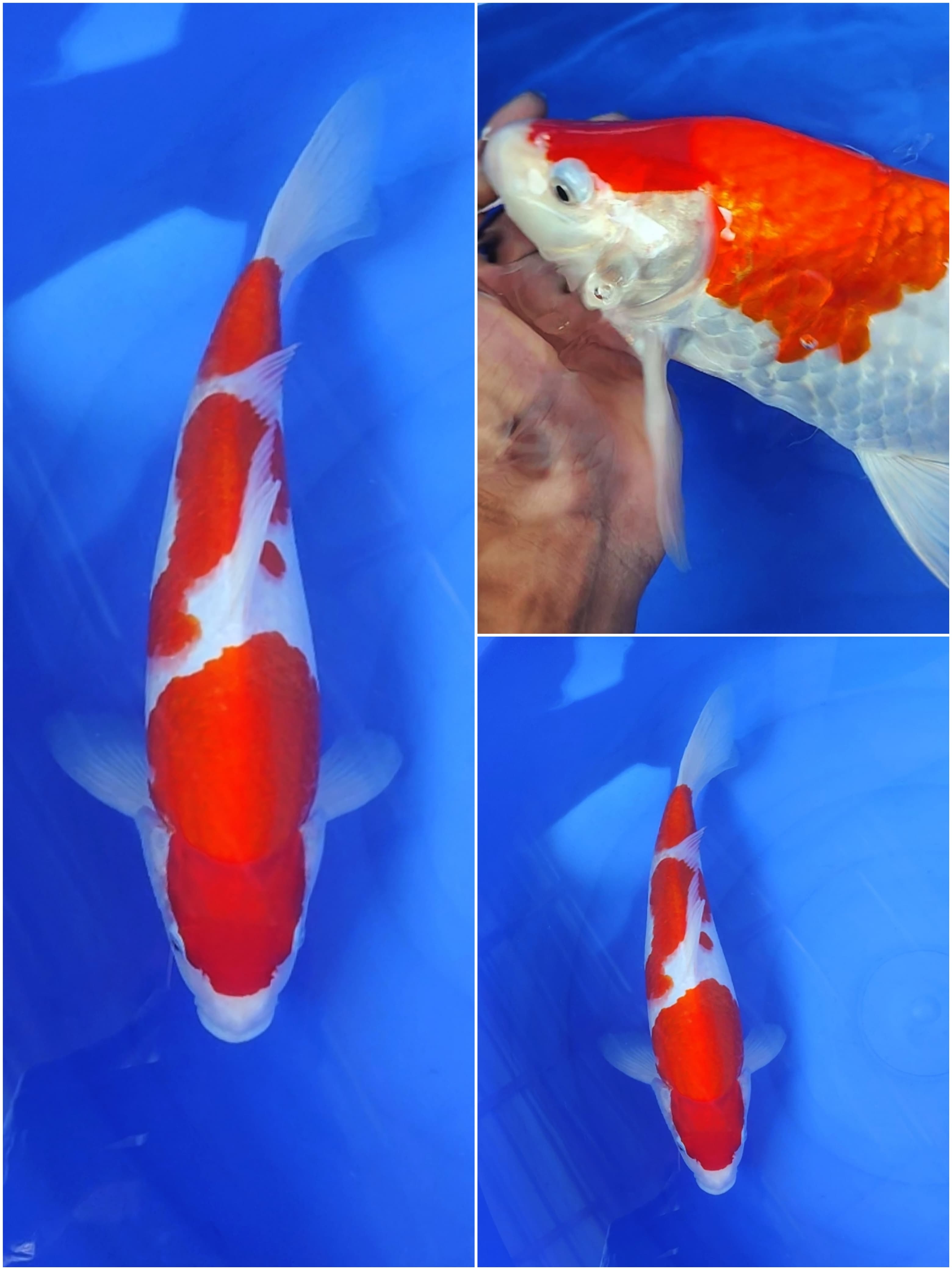 KOHAKU HQ 37cm