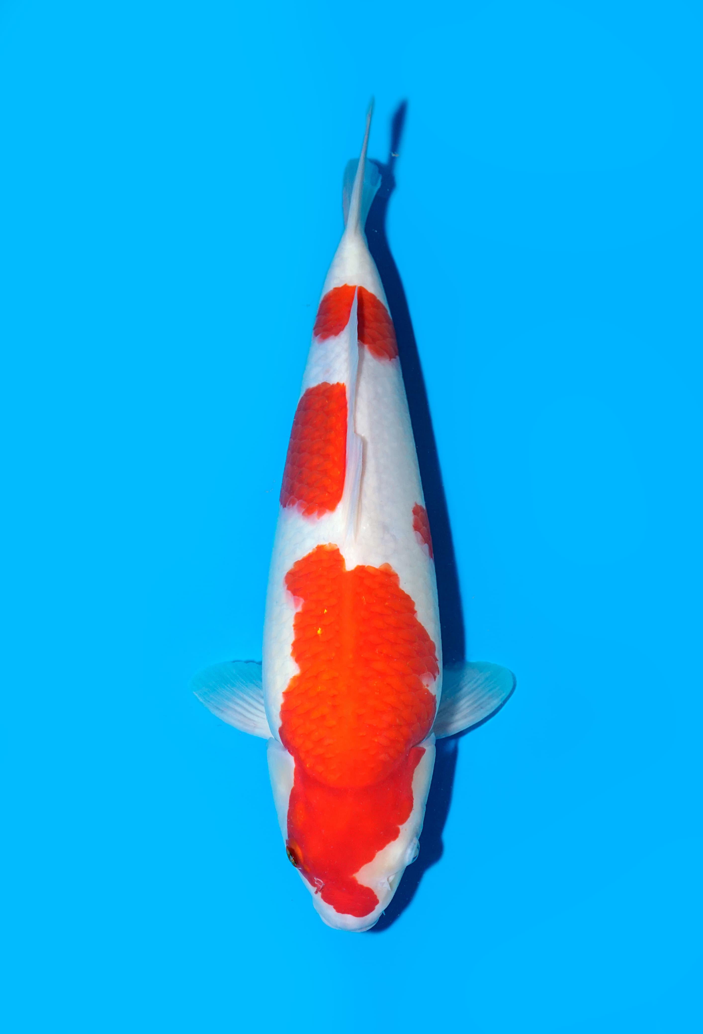 KOHAKU HQ STRONG MBULKI SIZE 43cm