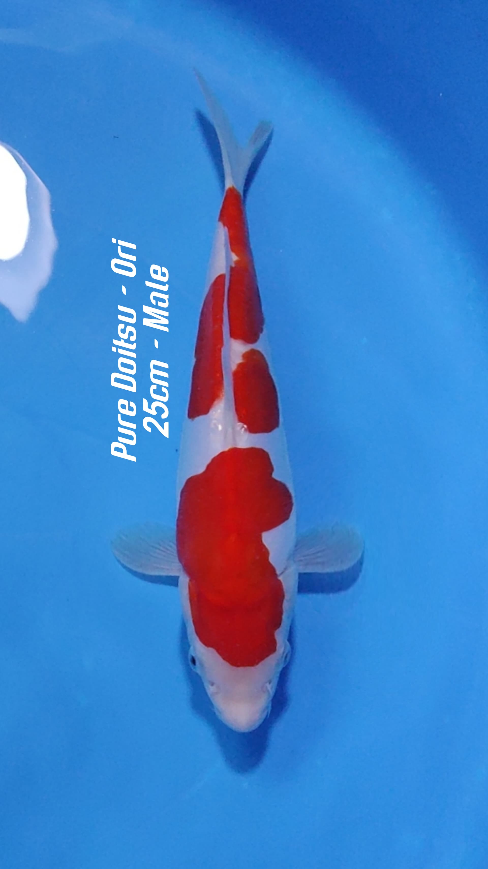 KOHAKU PURE DOITSU ORI 25cm