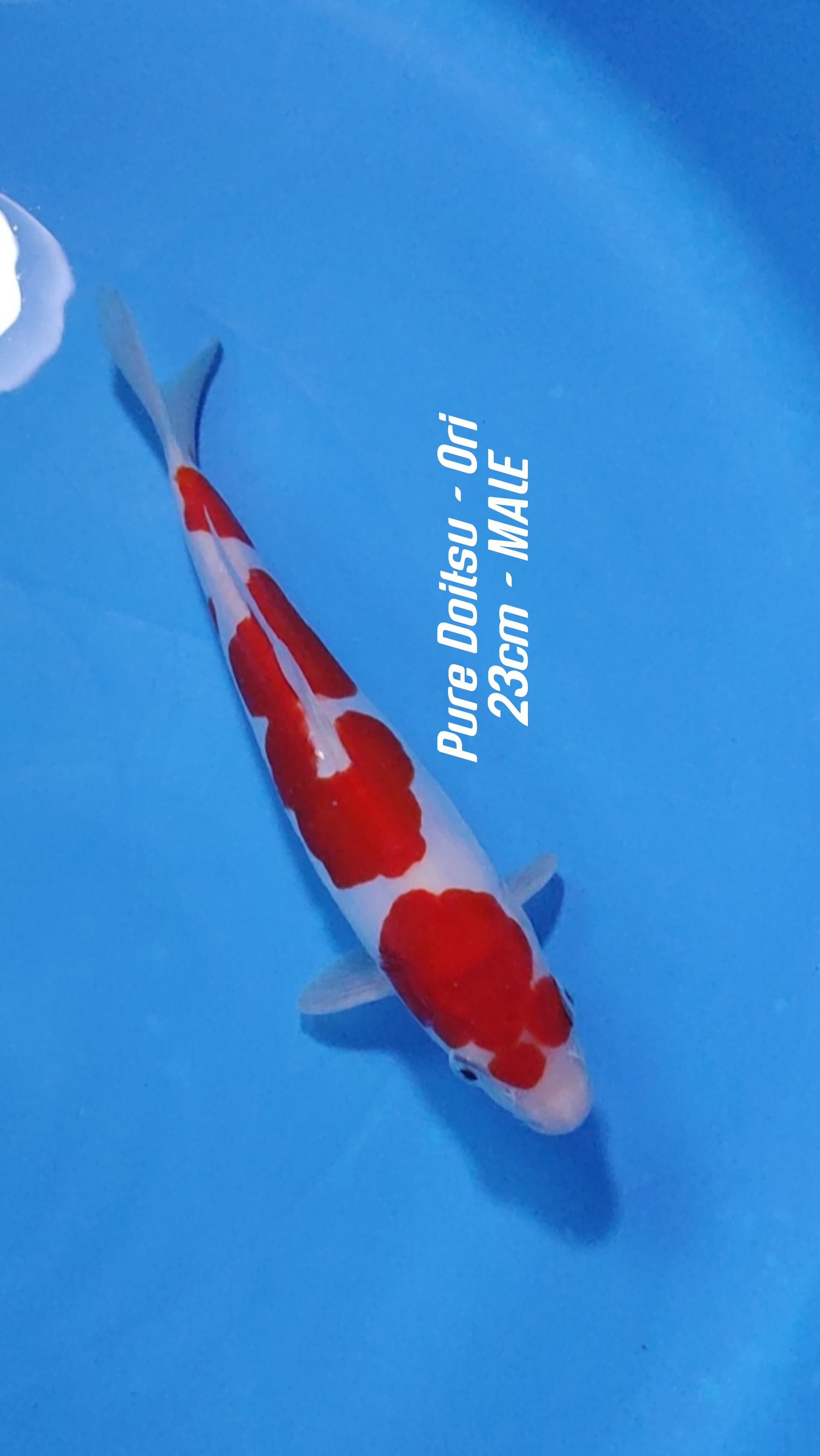 KOHAKU PURE DOITSU ORIGINAL 23cm