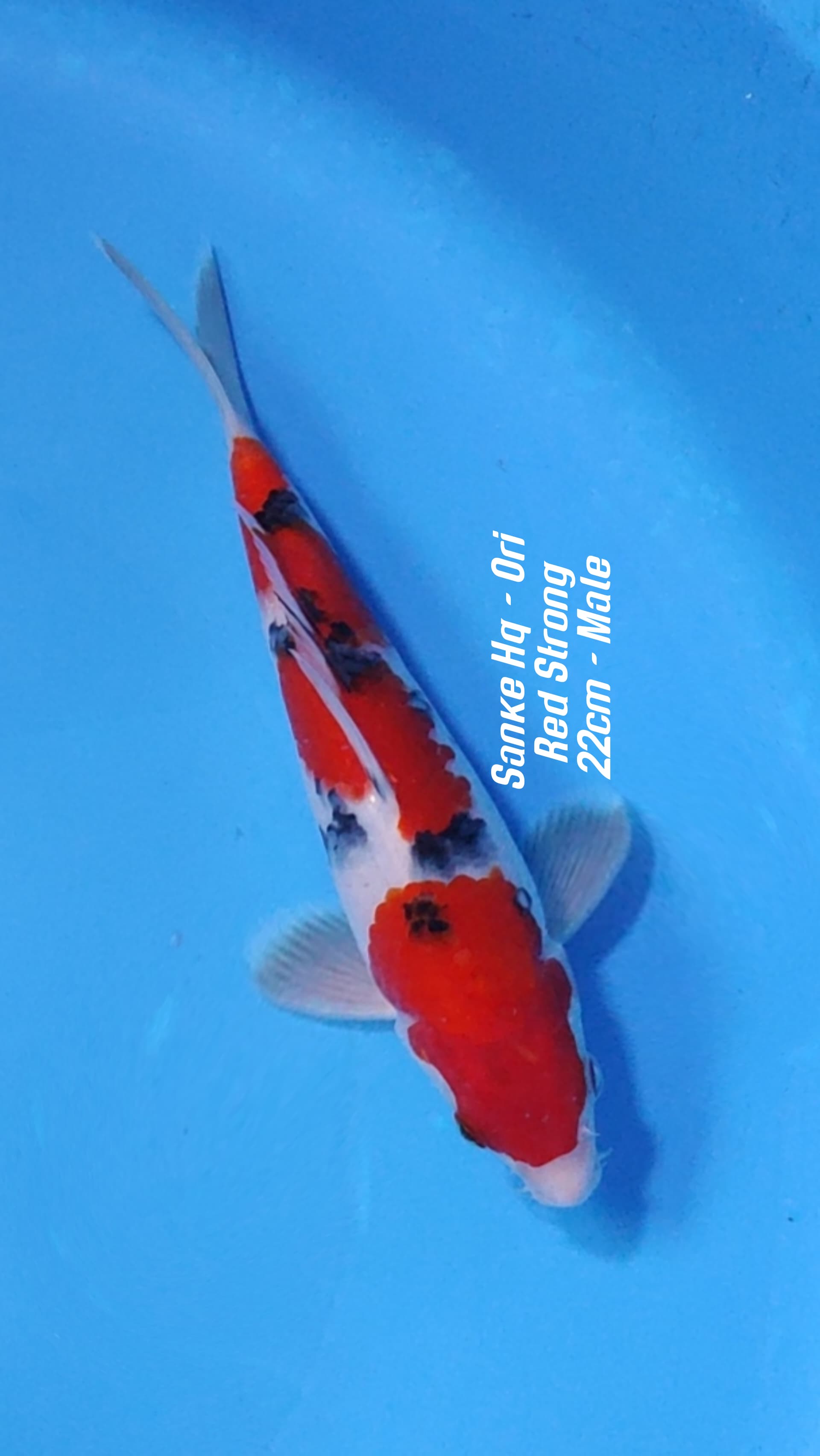 SANKE GOOD PATREN HQ ORIRED STRONG 22cm