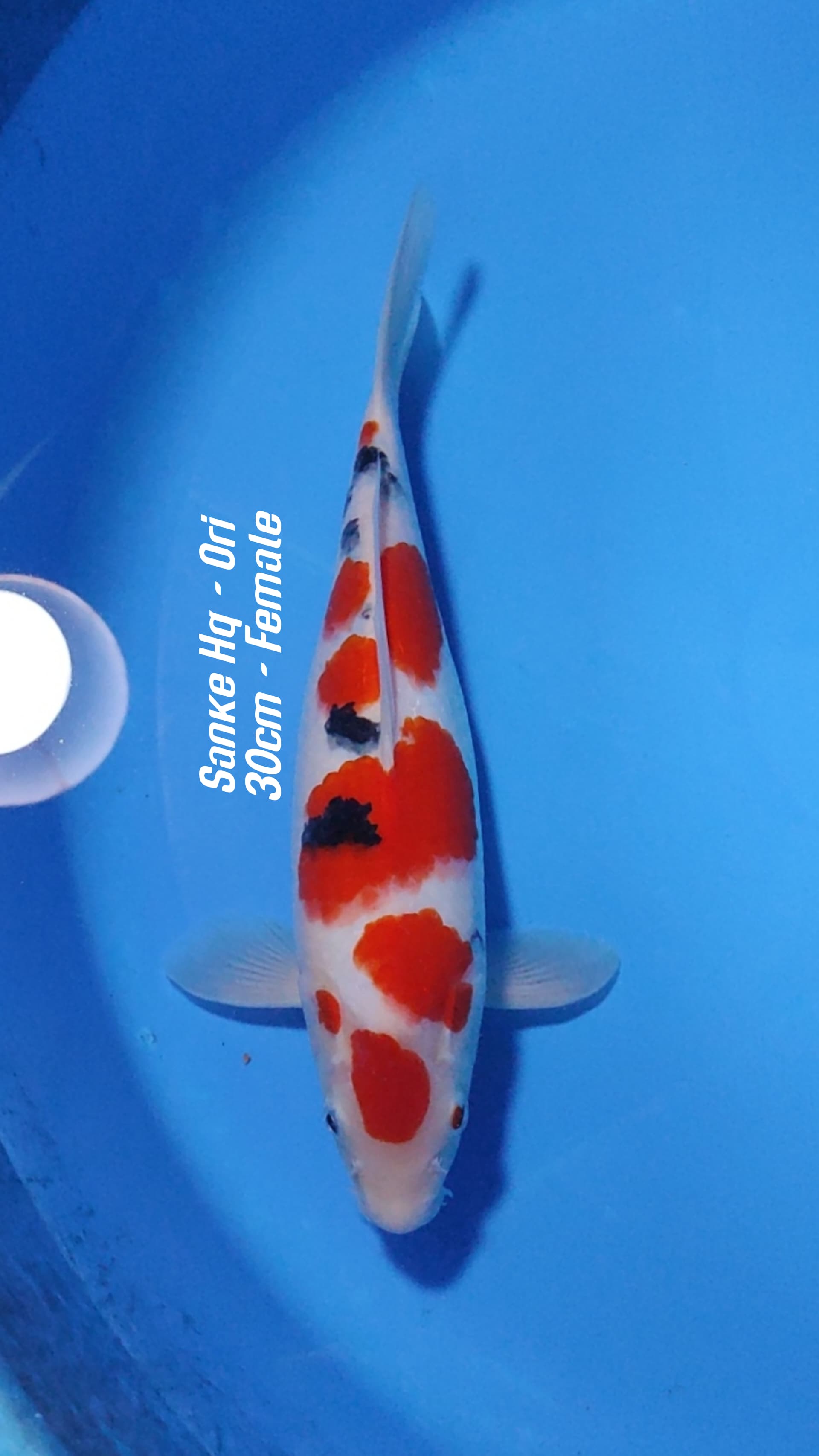 SANKE HQ ORIGINAL 30cm