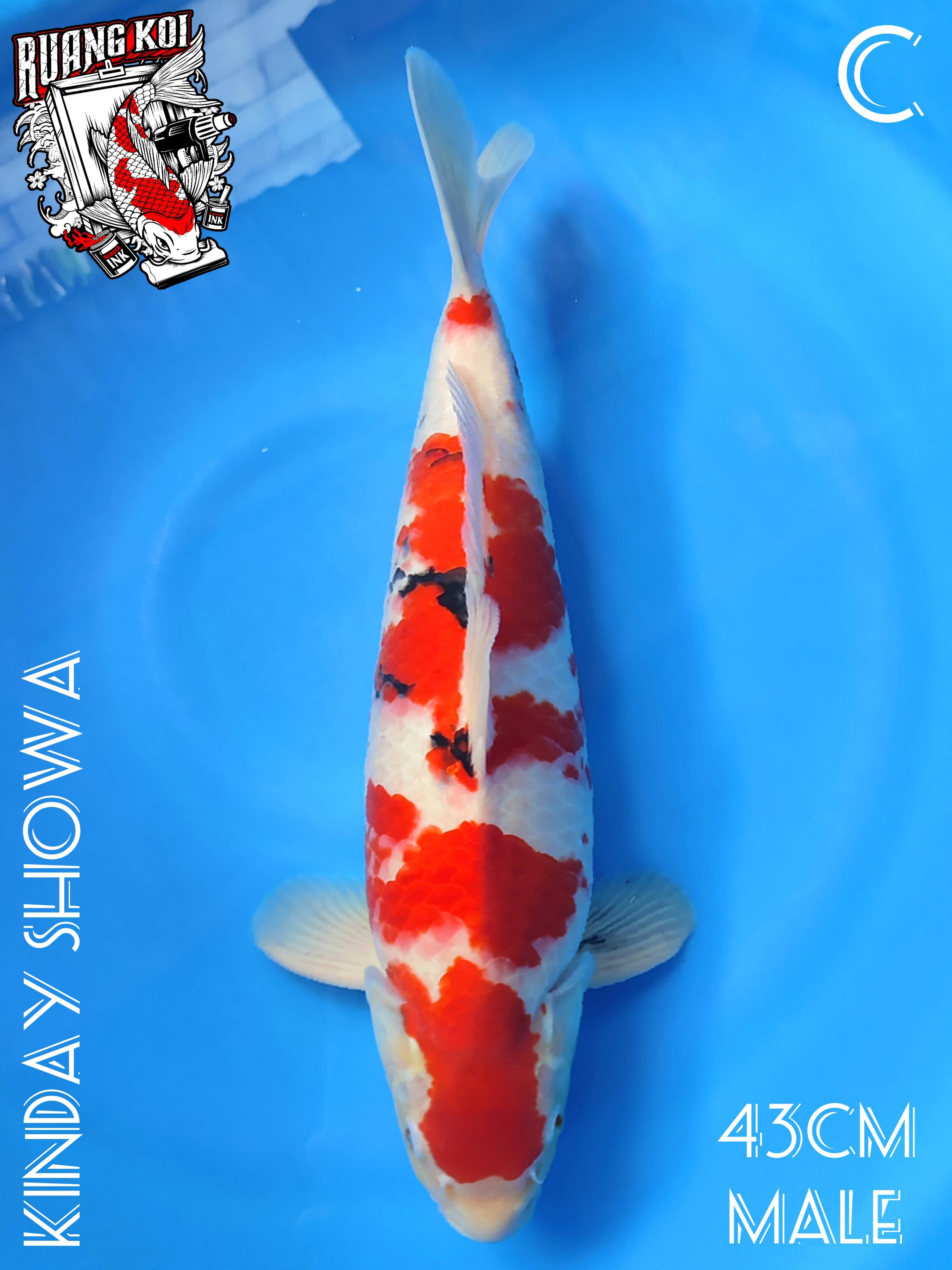 KINDAY SHOWA TATEGOI BODY TEBAL BERPUNUK MALE 43cm