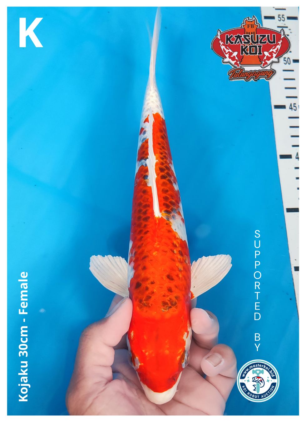 KOJAKU 30cm