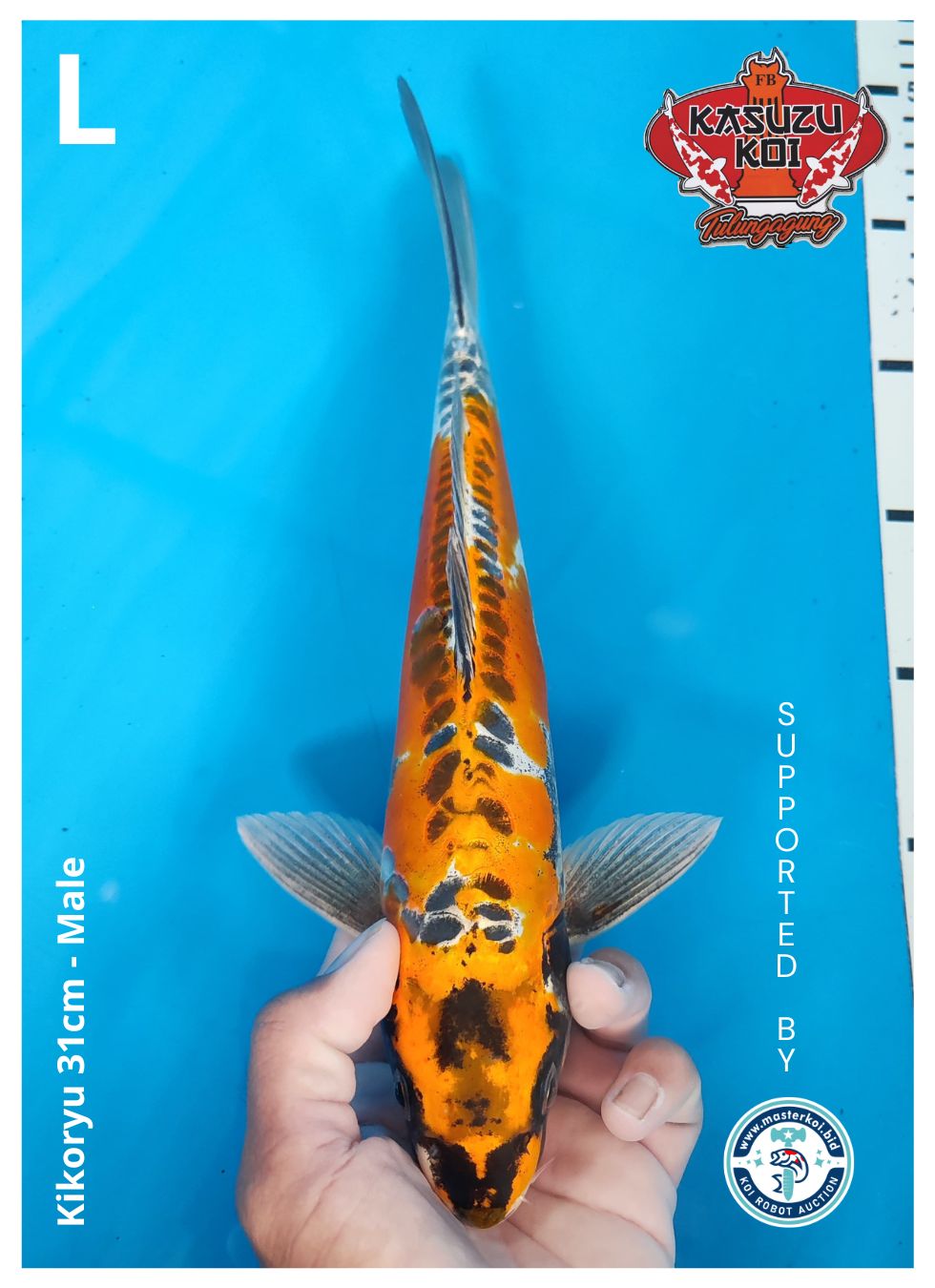 KIKORYU 31cm