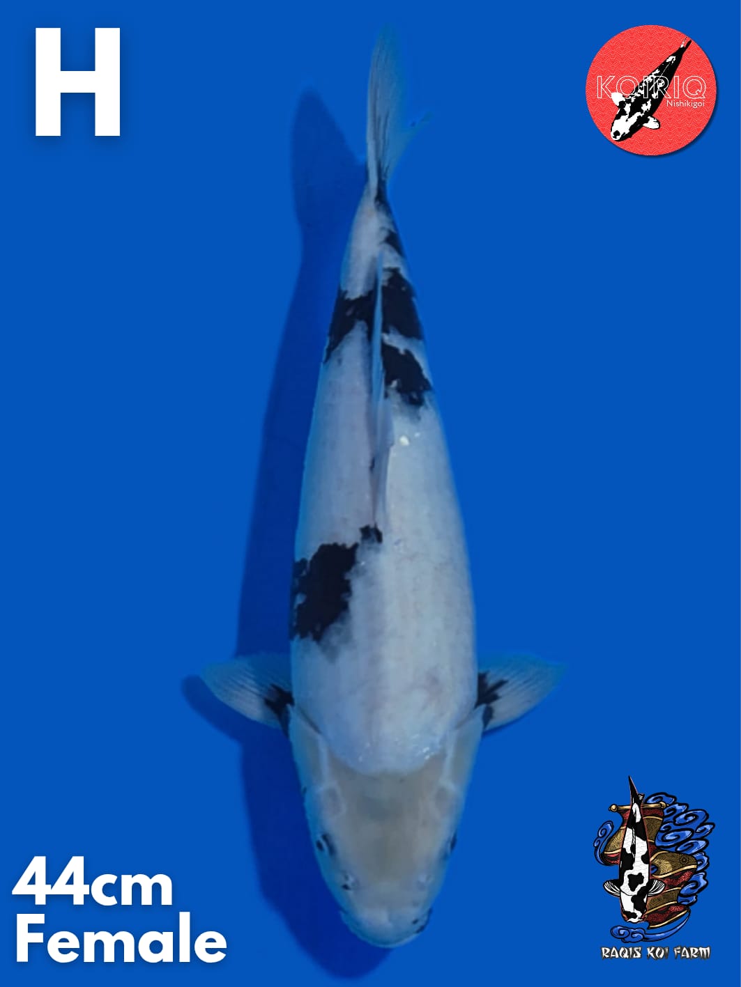 SHIRO BLOODLINE OMOSAKO FEMALE 44cm