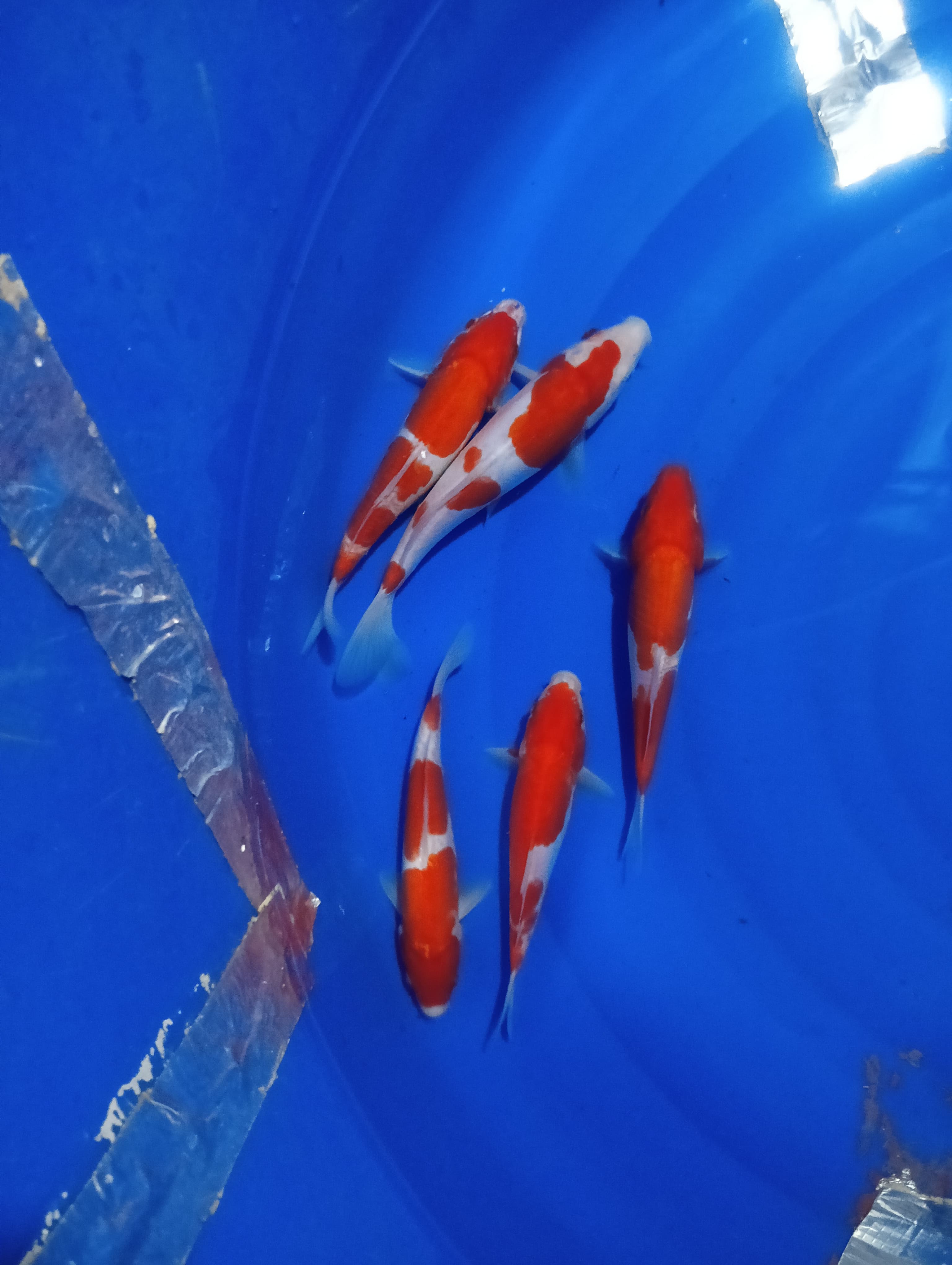 KOHAKU DOIT MULUS 2023cm