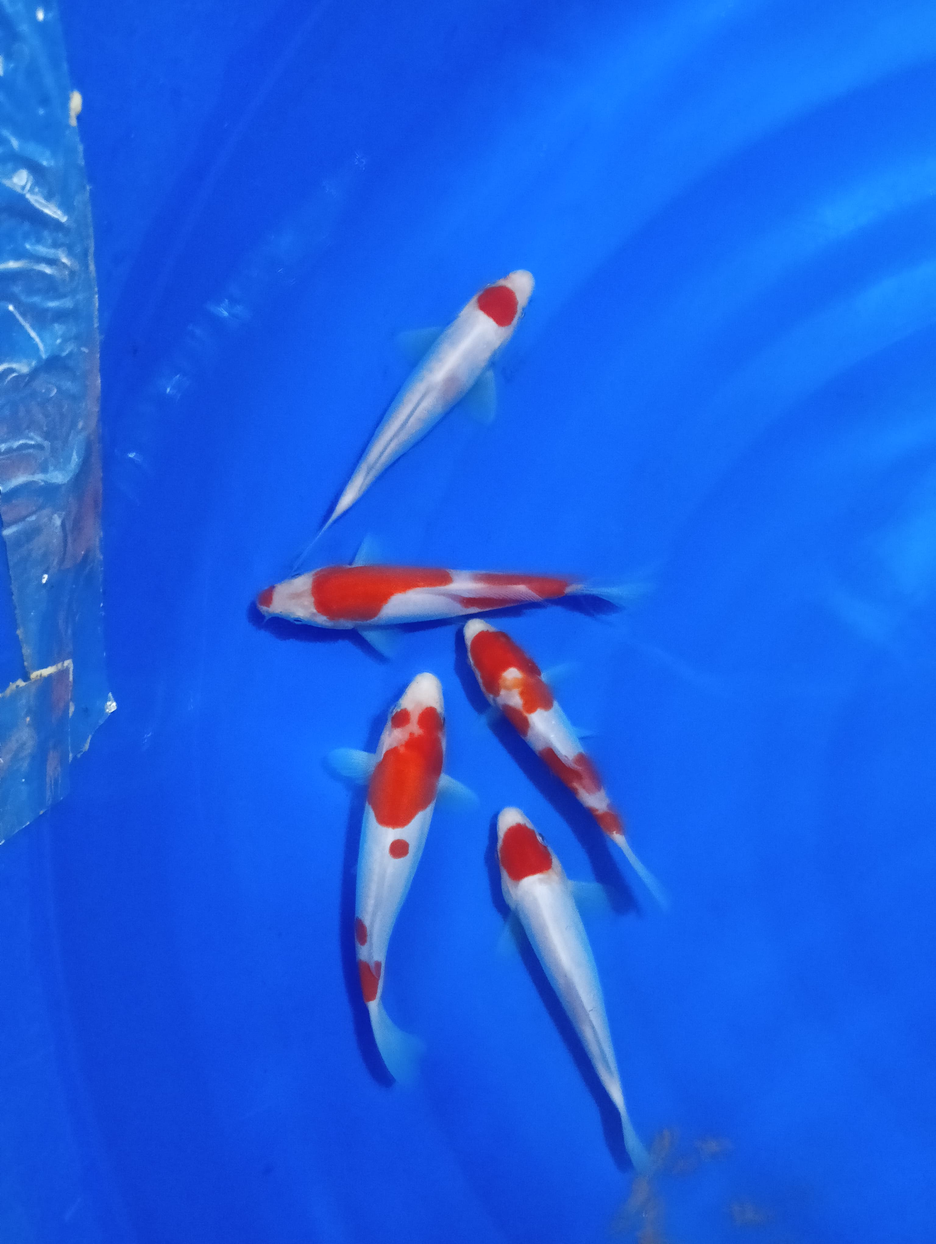 KOHAKU DOIT PLUS TANCHO 1317cm