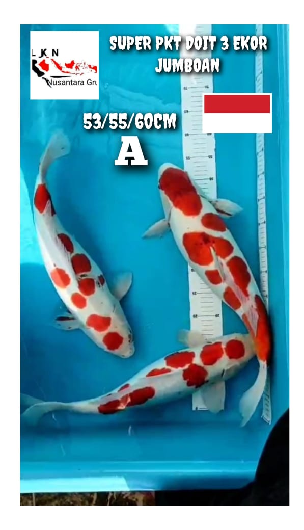 SUPER PKT 3 EKOR JUMBOAN KOHAKU DAN AIGOROMO LOKASI BLITAR 535560cm