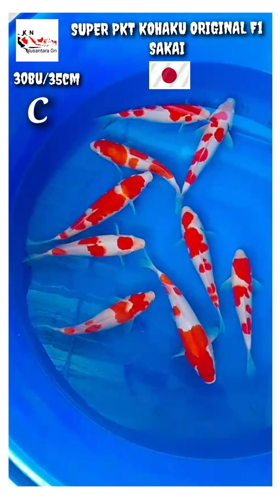 PKT F1 SAKAI KOHAKU 9 EKOR ORIGINAL ISTIMEWA LOKASI BOJONEGORO 30BU 35cm