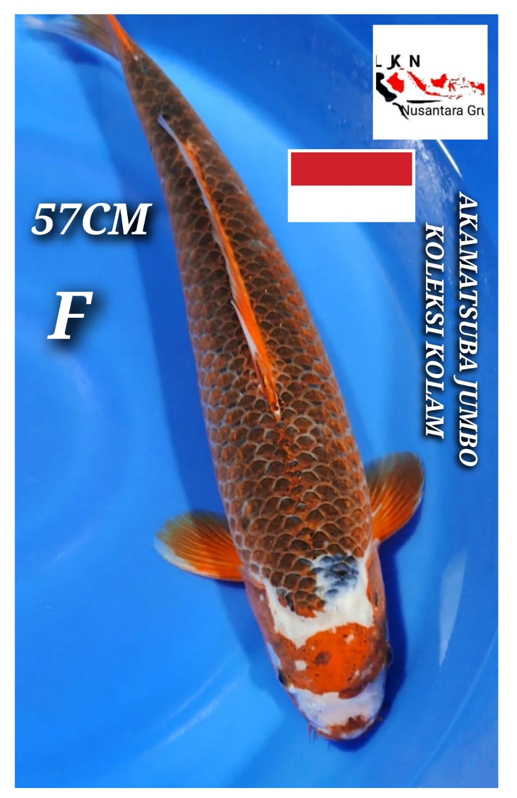 JUMBO AKAMATSUBA ISTIMEWA LOKASI BLITAR 57cm