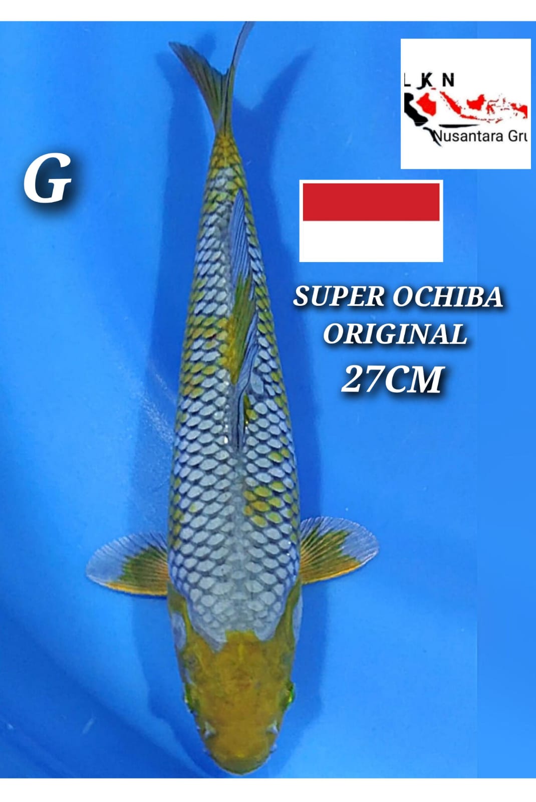 SUPER OCHIBA ORIGINAL ISTIMEWA LOKASI BLITAR 27cm