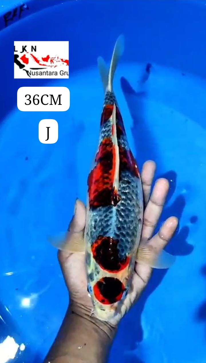 MARUTEN GHOSIKI ISTIMEWA LOKASI BLITAR 36cm