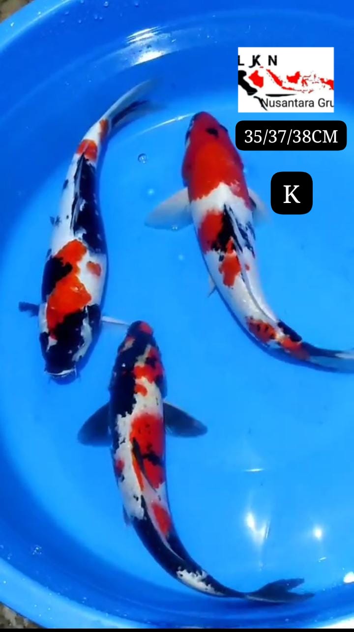 PKT 3 EKOR SHOWA ORIGINAL LOKASI BLITAR 353638cm