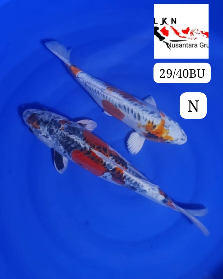 MIX 2 EKOR KIKO ANTIKAN LOKASI BLITAR 3239cm