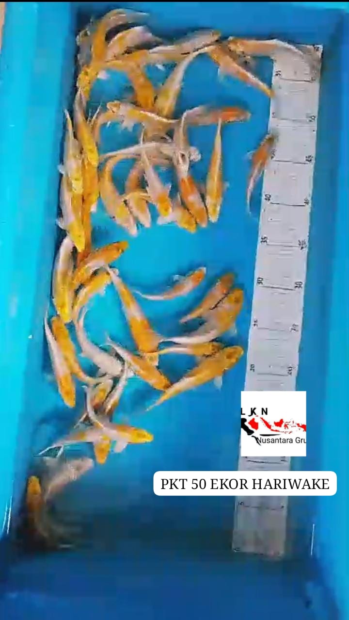 PKT 50 EKOR HARIWAKE CALON LAYAK DI BESARKAN LOKASI BOJONEGORO 1015cm