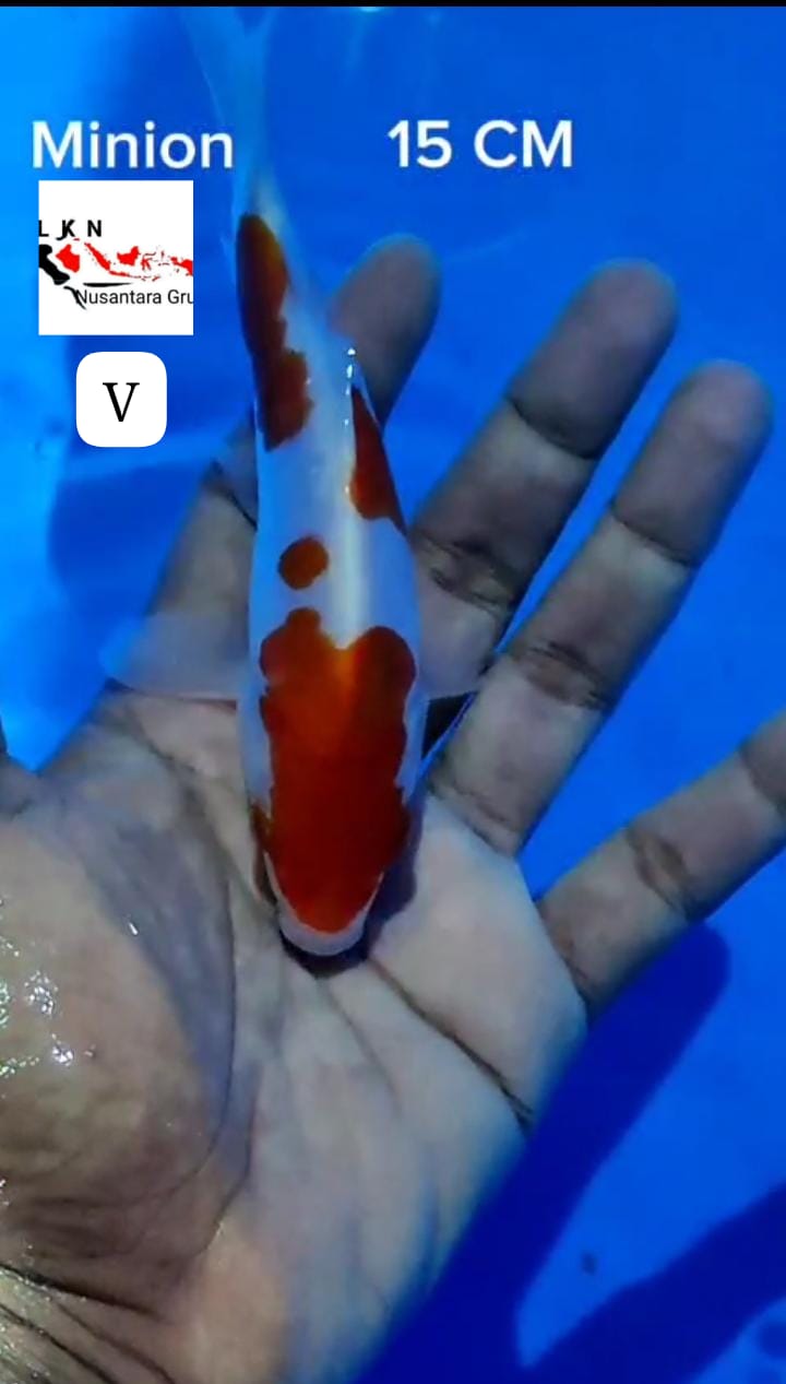 MINION KOHAKU DOITSU MURNI ORIGINAL LOKASI BLITAR 15cm