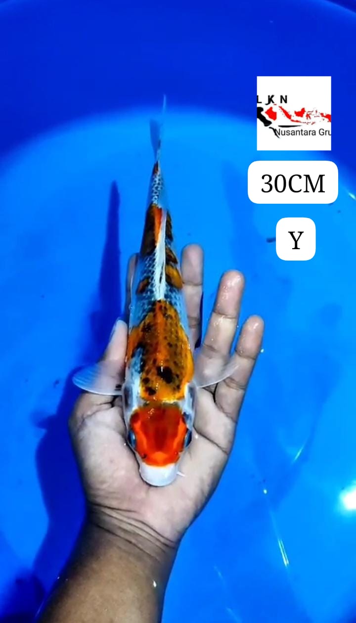 MARUTEN KUJAKU ORIGINAL LOKASI BLITAR 30cm