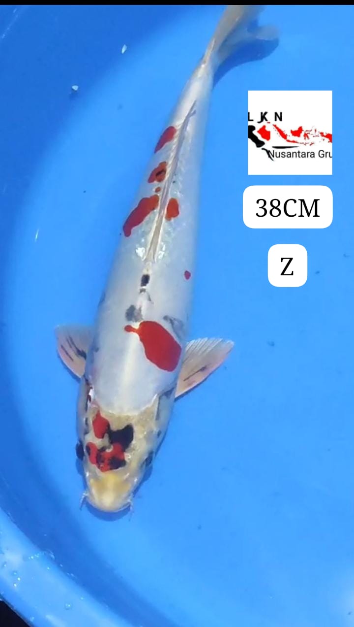 KIKUSUI DOITSU LOKASI BLITAR 38cm