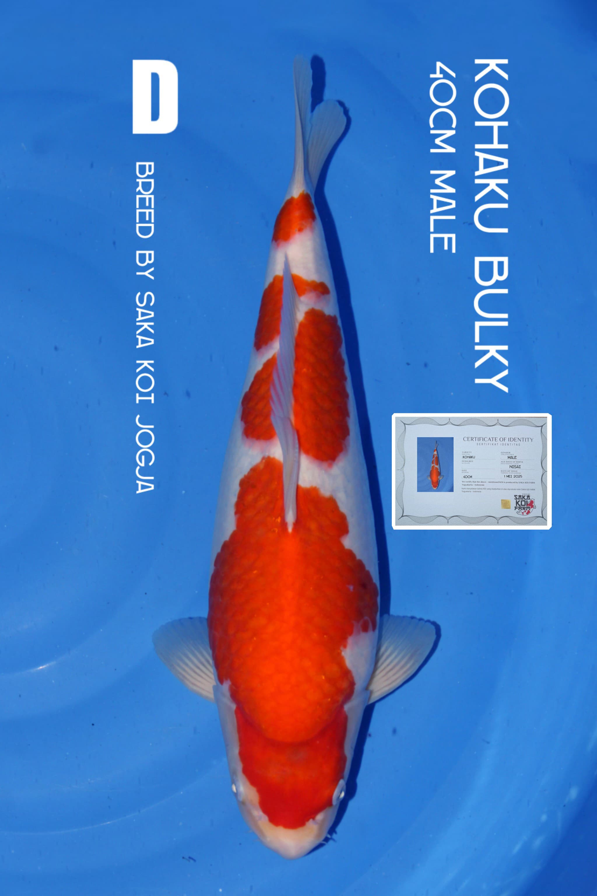 KOHAKUBULKY SAKA KOI JOGJA 40cm