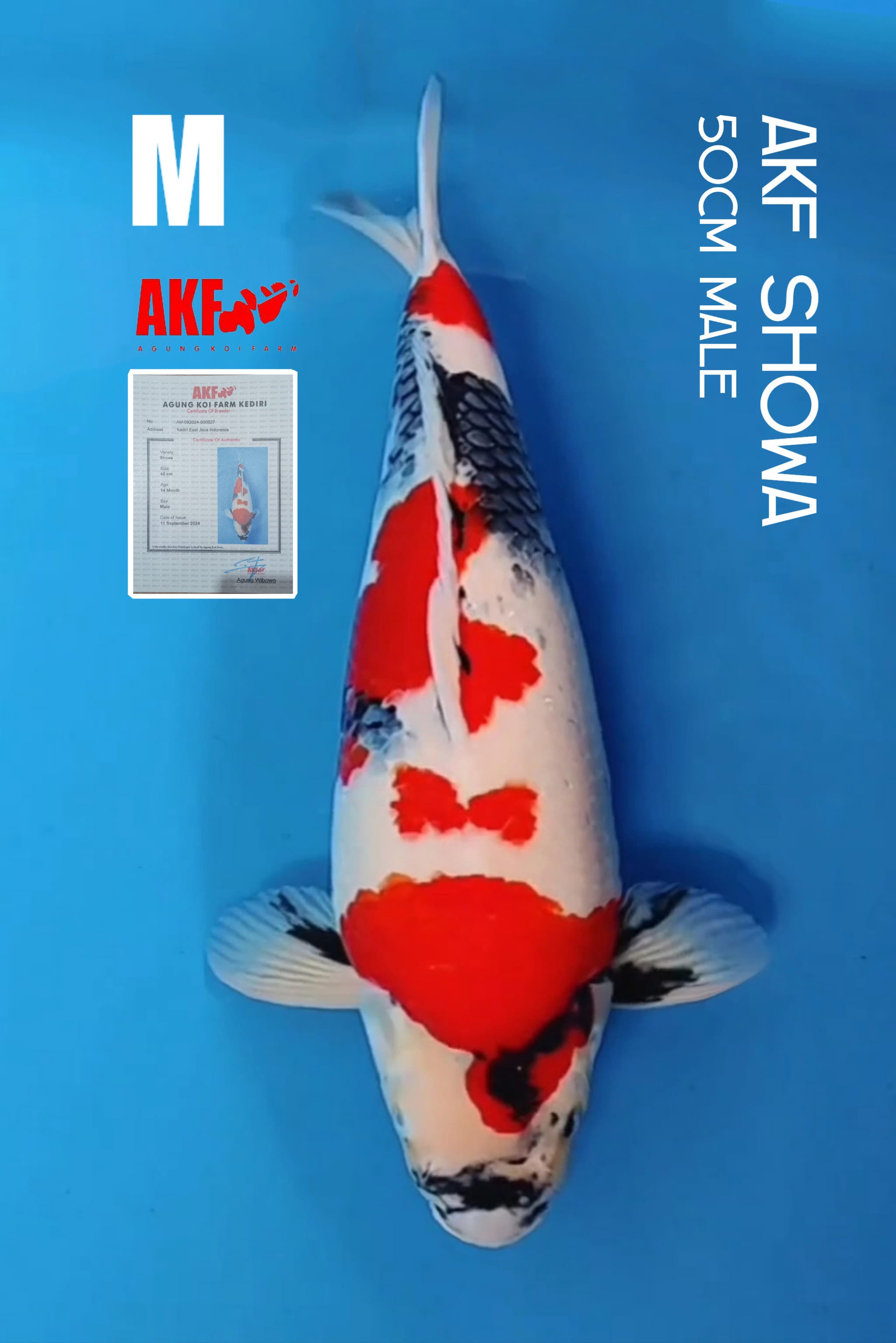 AKF SHOWA TATEGOI BERPUNUK 50cm