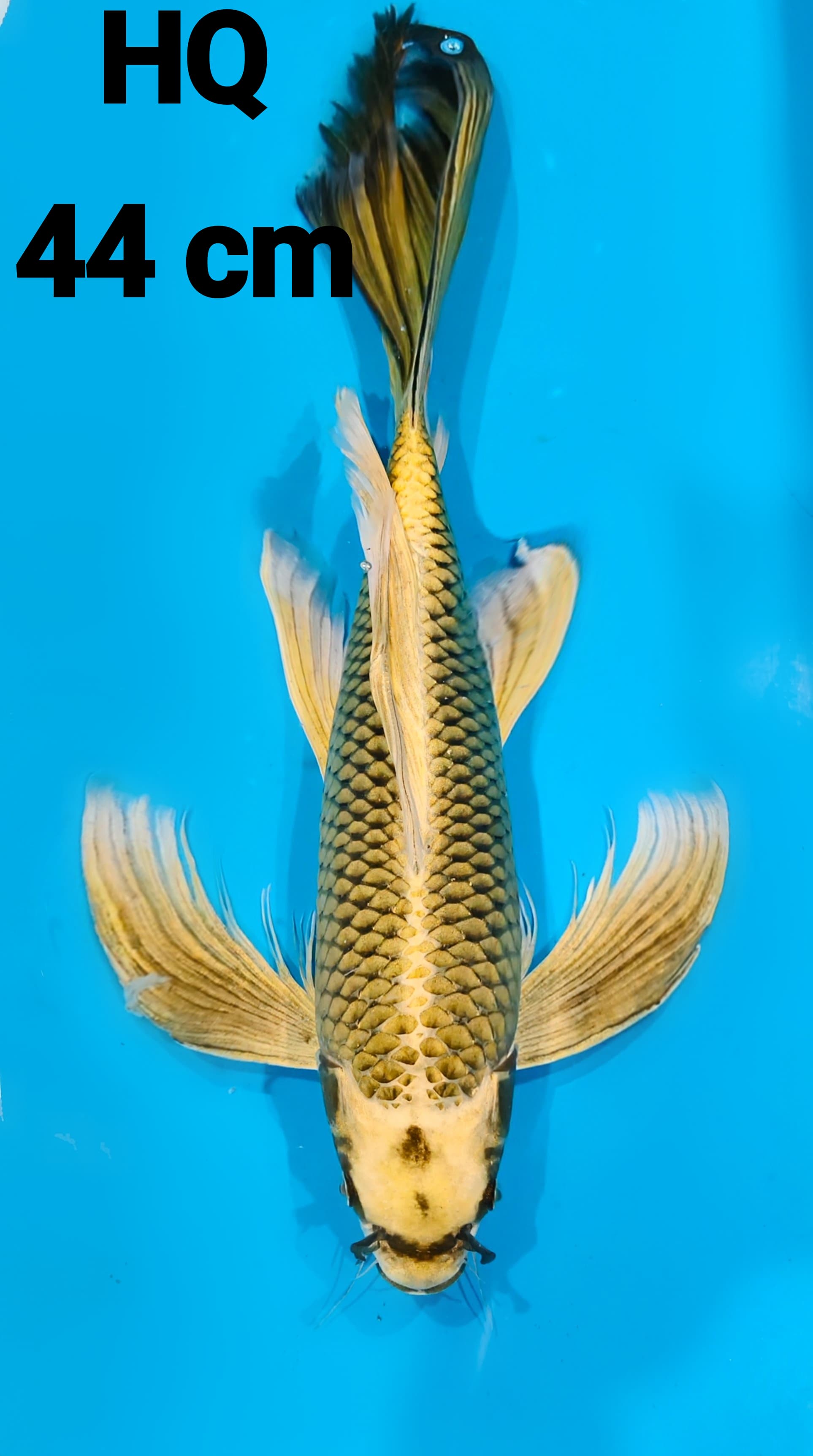 KUMPAY MUKASI GOLD GONDRONG HQ 44cm