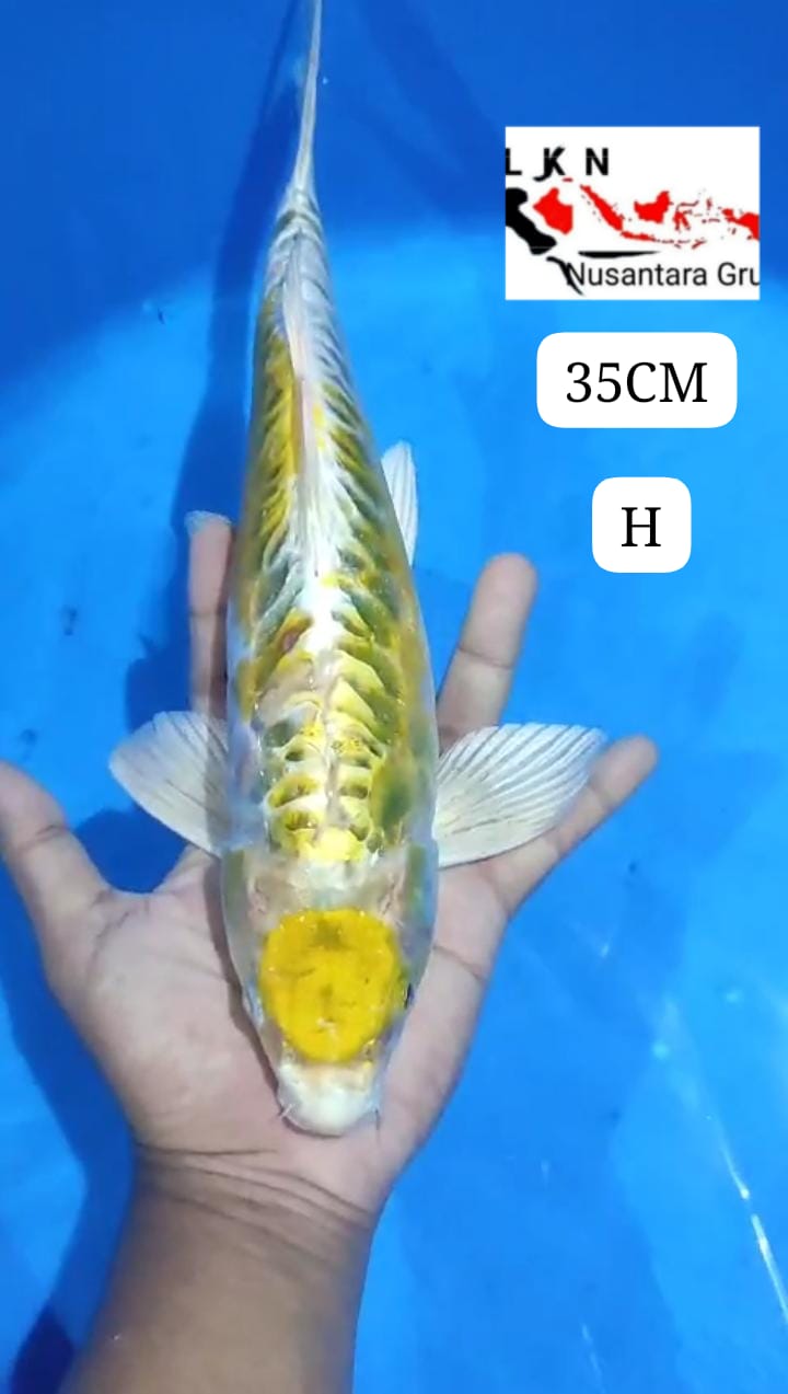 MARUTEN KUJAKU KUNING KOI ANTIK KOLEKSI SULTAN LOKASI BLITAR 35cm