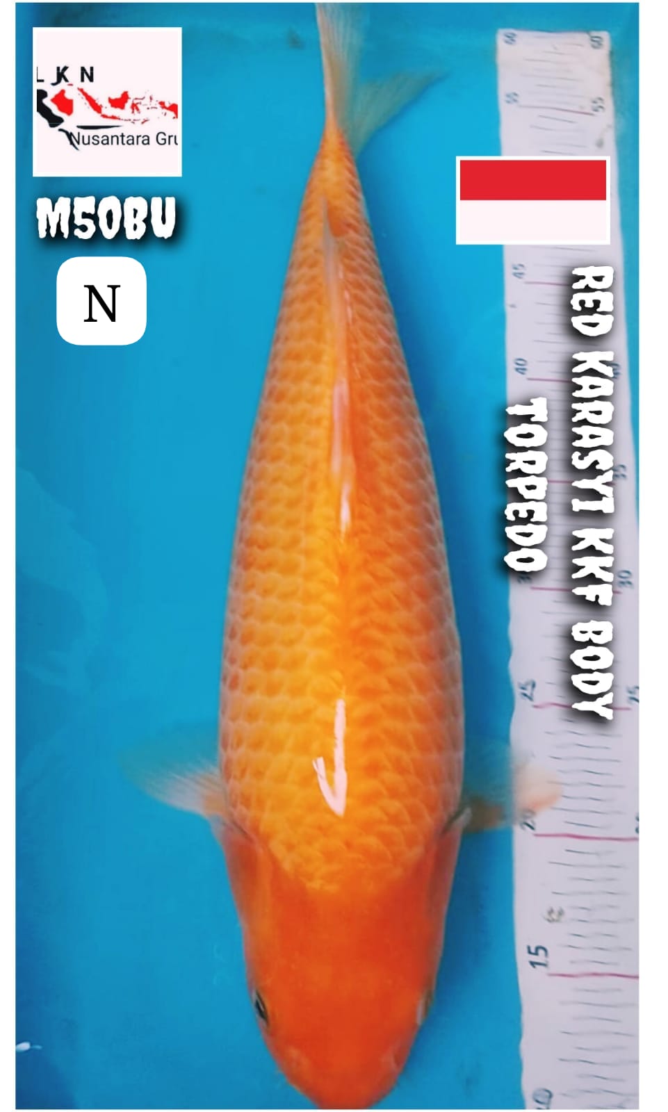 KORBAN BID N RUN RED KARASYI JUMBO MALE KKF BODY TORPEDO LOKASI BOJONEGORO 50BU 49cm