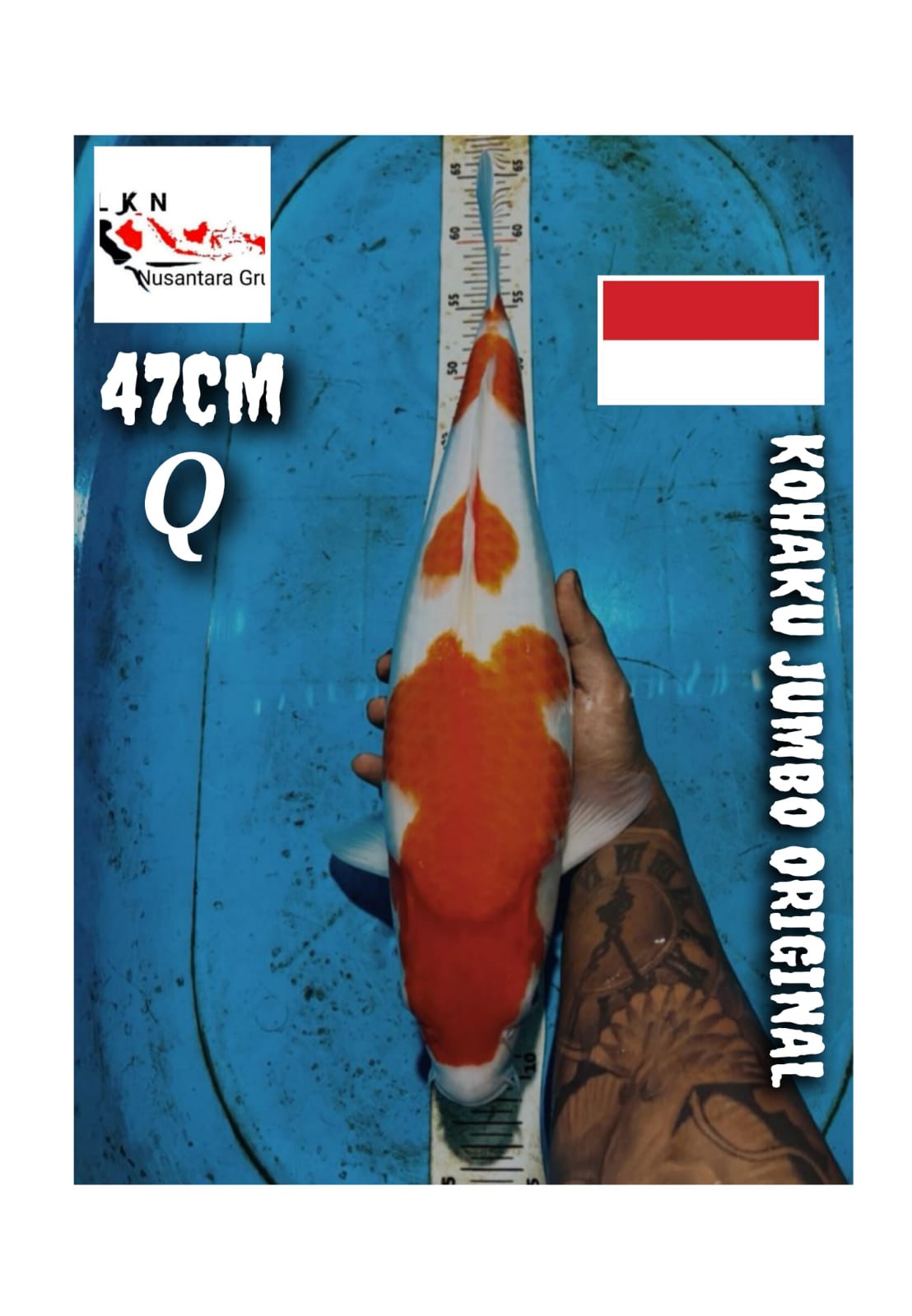 JUMBO KOHAKU ORIGINAL BERPUNUK LOKASI CILACAP 47cm