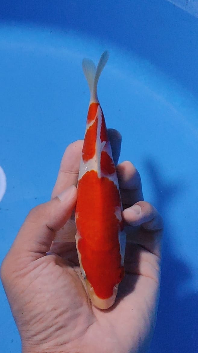 MINI KOHAKU HQ RED STRONG 19cm