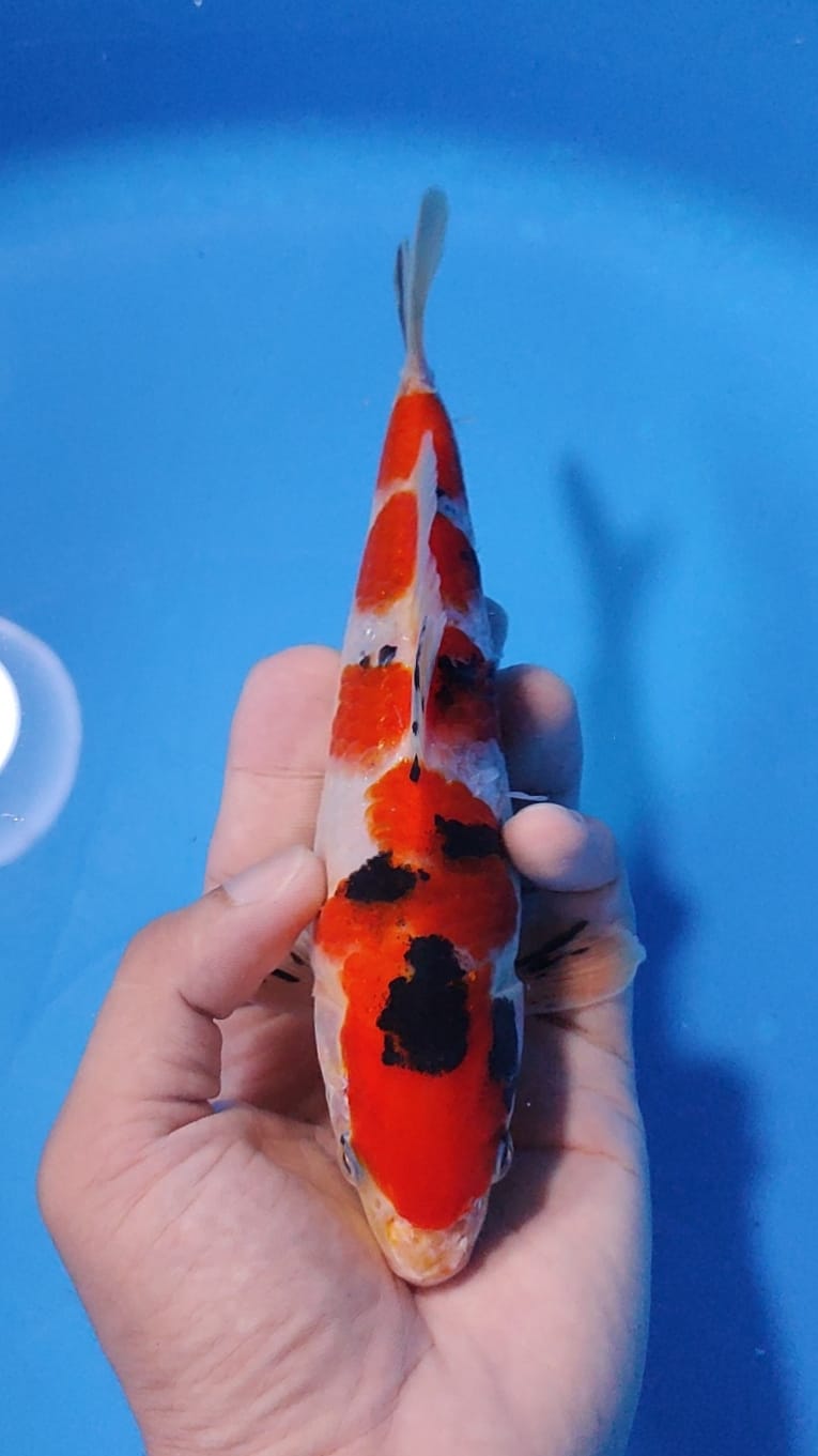 MINI SANKE HQ CUTKERKONDISI SEKARANG CUT SUDAH KERING 20cm