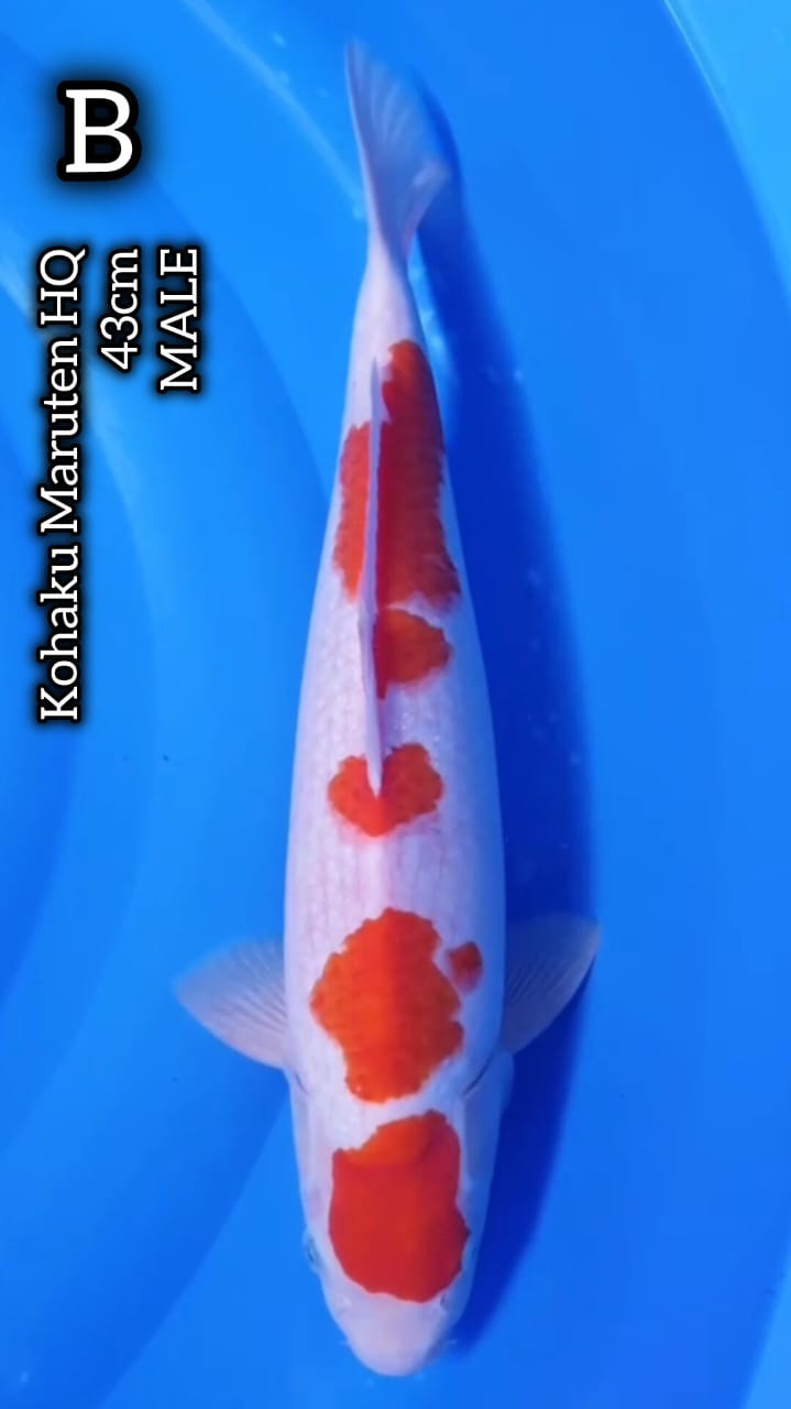 KOHAKU MARUTEN HQ 43cm