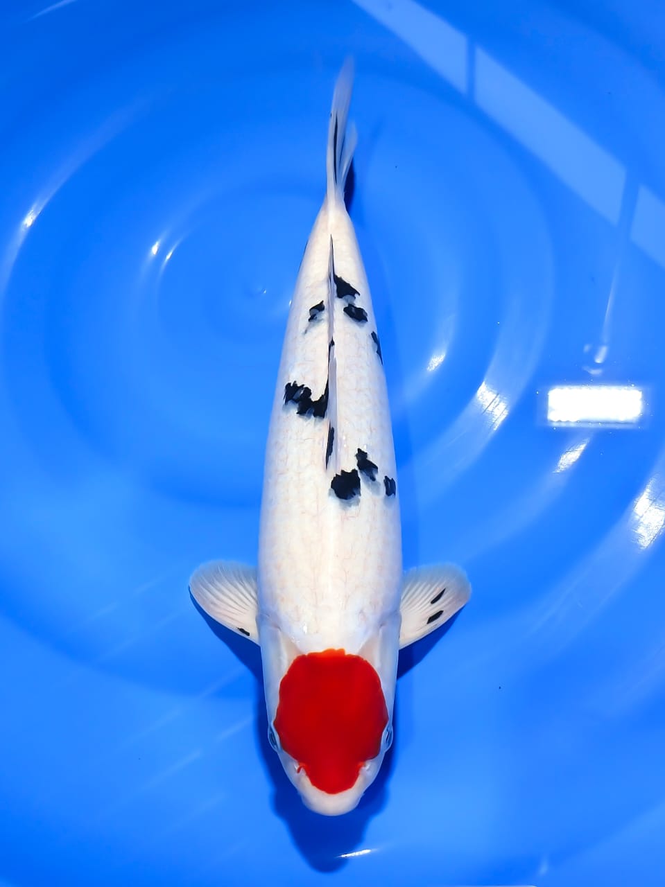 TANCHO SANKEI 39cm