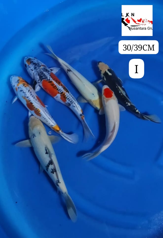 PKT MIX 6 EKOR CAMPUR LOKASI BLITAR 3039cm